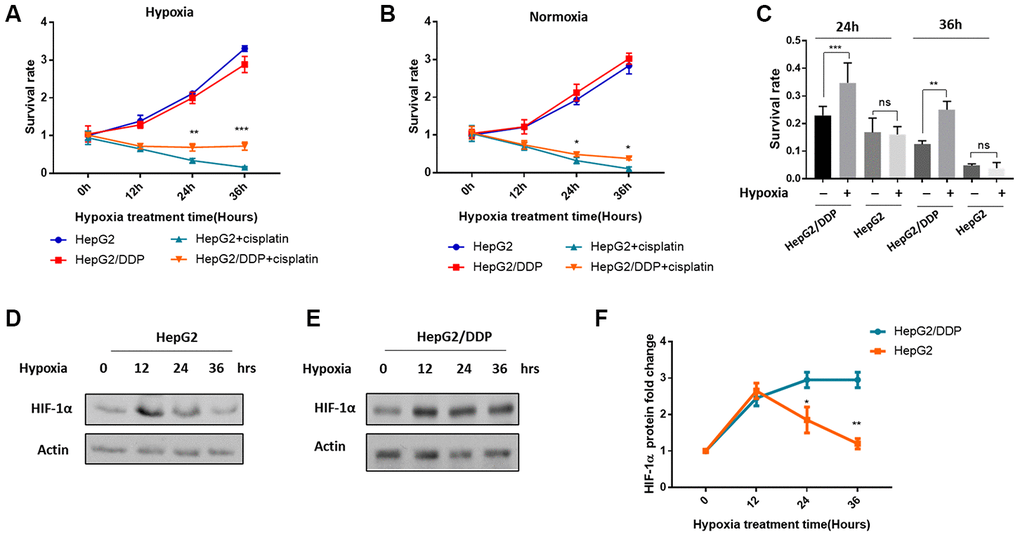 Differential HIF-1α induction and cisplatin resistance in HepG2/DDP versus HepG2 cells under mild hypoxia. (A) Cisplatin-mediated cytotoxicity in hepatocellular carcinoma cells under mild hypoxic condition (5% O2). The cisplatin-resistant (HepG2/DDP) and cisplatin-sensitive (HepG2) cells at 60% confluency were treated with or without 10 ug/ml cisplatin and incubated at mild hypoxic condition (5% O2). Cells were collected at indicated time points and analyzed by using CellTiter-Glo luminescence cell viability assay kit. Data from multiple independent experiments were normalized to the value at time 0. Student’s t-test was performed to evaluate the statistical significance. **PB) Cisplatin-mediated toxicity in hepatocellular carcinoma cells under normoxia (21% O2). Experiments were performed as in (A) except that cells were incubated in the regular incubator with at 21% oxygen. Data were from multiple independent experiments and normalized to the value at time 0. Student’s t-test: *PC) Mild hypoxia (5% O2) induced cisplatin resistance in HepG2/DDP but not HepG2 cells. Data from both (A) and (B) after 24h and 36h of cisplatin treatment under normoxia or hypoxia were normalized to none-treated controls. Student’s t-test: ns, not significant, **PD) Mild hypoxia (5% O2) transiently increased HIF-1α protein levels in HepG2 cells. HepG2 cells at 60% confluency were incubated at 5% O2 for indicated time point. HIF-1α protein levels were examined by Western blot using specific antibody against HIF-1α and Actin control. (E) Mild hypoxia (5% O2) caused sustained elevation of HIF-1α protein in HepG2/DDP cells. Experiments were performed as in (D) except HepG2/DDP cells were used. (F) Comparison of induction of HIF-1α under mild hypoxic condition (5% O2) in HepG2 and HepG2/DDP cells. Several repeats of Western blot in (D) and (E) were quantified and normalized to time 0. Student’s t-test: *P