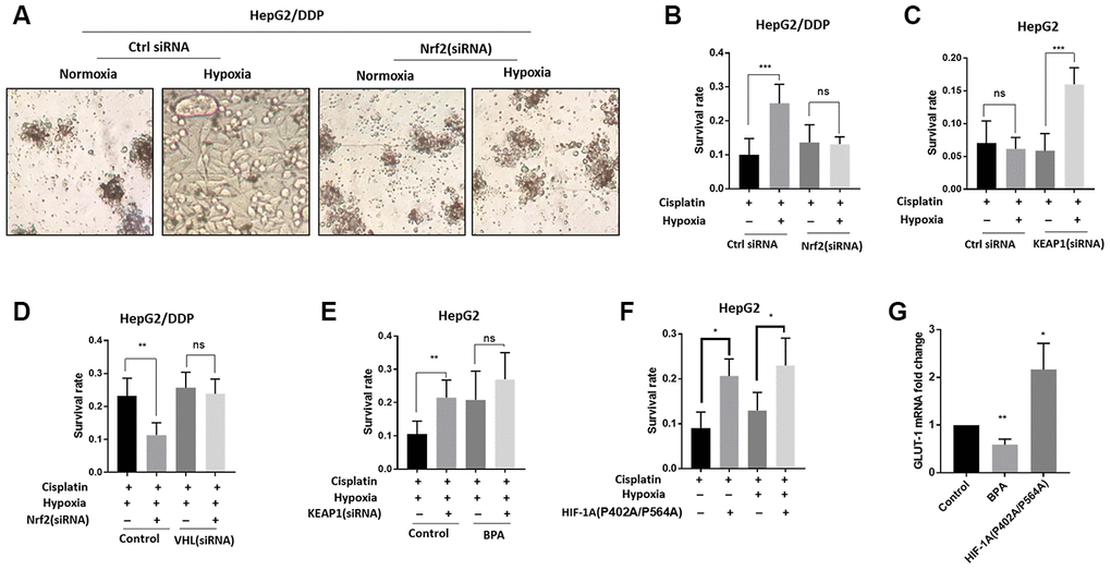 Nrf2 promotes hypoxia-induced cisplatin resistance in HepG2/DDP cells through HIF-1α. (A) Nrf2 knockdown blocked the hypoxia-induced cisplatin-resistance in HepG2/DDP cells. Cells were transfected with Nrf2-specific siRNA for 24 hours, then incubated under normoxic (21% O2) or hypoxic conditions (5% O2) for 36 hours in the presence of 10ug/ml cisplatin. Cells were imaged in the 96-well plate. Representative images were shown. (B) CellTiter-Glo viability assay for cells shown in (A). HepG2/DDP cells treated with cisplatin for 36 hours or non-treated controls were directly lyzed with CellTiter-Glo reagent and read by luminescence reader. Data collected from 3 biological repeats were normalized to non-treated control. Student’s t-test was performed to evaluate the statistical significance. ns, not significant, ***PC) Nrf2 activation by KEAP1 knockdown promoted hypoxia-induced cisplatin resistance in HepG2 cells. KEAP1 was knocked down as in (A) and cell viability was measured as in (B). Student’s t-test: ns, not significant, ***PD) HIF-1α activation prevented Nrf2 knockdown from sensitizing HepG2/DDP cells to cisplatin. Cells were transfected with indicated siRNA and treated with 5% O2 as in (A). CellTiter-Glo viability assay was conducted as in (B) for 3 biological replicates. Student’s t-test: **PE) HIF-1α inhibition prevented KEAP1 knockdown from increasing cisplatin resistance in HepG2 cells. HIF-1α was inhibited with an established chemical inhibitor dimethyl-bisphenol A (BPA). HepG2 cells with or without KEAP1 knockdown were treated with cisplatin and BPA as indicated and incubated under normoxia or hypoxia for 36 hours. CellTiter-Glo viability assay was performed as in (B) for 3 biological replicates. Student’s t-test: **PF) Expression of constitutively active HIF-1α increased cisplatin resistance in HepG2 cells. Cells were transfected with plasmid expressing HIF-1α (P402A/P564A) for 24 hours then treated with cisplatin and hypoxia as indicated for 36 hours. Viability was measured by CellTiter-Glo. Student’s t-test: **PG) HIF-1α transcriptional activity was down-regulated and upregulated by BPA and HIF-1α (P402A/P564A), respectively. HepG2 cells were treated with BPA or transfected with HIF-1α (P402A/P564A). Total mRNA was extracted and reversed transcribed. GLUT-1 cDNA was examined by RT-qPCR. Data from 3 experiments were plotted and analyzed with Student’s t-test: *P
