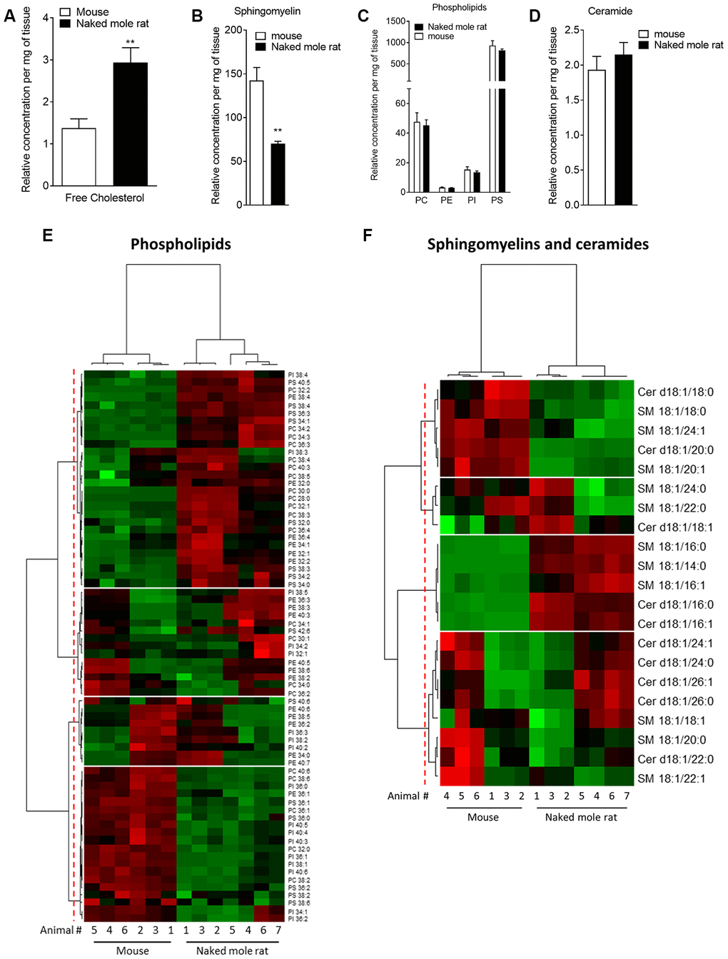 Mass spectrometry of brain derived total lipid extract. (A–D) Quantification of cholesterol (A), sphingomyelin (B), phosphatidylcholine (PC), phosphatidylethanolamine (PE), phosphatidylinositol (PI) and phosphatidylserine (PS) (C), and ceramides (D) in lipid extract from mouse (white bar) or naked mole-rat (black bar) brains. Data are expressed as mean ± SEM. Statistical analysis was performed using the Mann-Whitney test. **pE) Heat map of the different phospholipids quantified by LC-MS/MS. Data are shown in a matrix format: each row represents a single phospholipid, and each column represents the lipid extract of the brain of one animal (6 mice and 7 naked mole-rat). Each colour patch represents the normalized quantity of phospholipid (row) in a single animal brain (column), with a continuum of quantity from bright green (lowest) to bright red (highest). The pattern and length of the branches in the left dendrogram reflect the relatedness of the phospholipids. The dashed red line is the dendrogram distance used to cluster the phospholipids. The pattern and length of the branches in the top dendrogram reflect the relatedness of the different animals. (F) Heat map of the different sphingomyelins and ceramides quantified by LC-MS/MS. Data are shown in a matrix format: each row represents a single sphingomyelin or ceramide, and each column represents the lipid extract of the brain of one animal (6 mice and 7 naked mole-rat). Each colour patch represents the normalized quantity of sphingomyelin or ceramide (row) in a single animal brain (column), with a continuum of quantity from bright green (lowest) to bright red (highest). The pattern and length of the branches in the left dendrogram reflect the relatedness of the sphingomyelins and ceramides. The dashed red line is the dendrogram distance used to cluster the phospholipids. The pattern and length of the branches in the top dendrogram reflect the relatedness of the different animals.