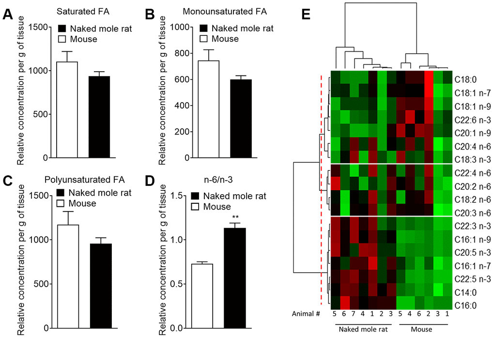 Mass spectrometry of brain derived total fatty acids. Lipids were taken from the brains of 7 naked mole-rats and 6 mice (2 independent experiments). Quantification of (A) saturated fatty acids, (B) monounsaturated fatty acids, (C) polyunsaturated fatty acids (PUFA), and (D) n-6 PUFA/n-3 PUFA ratio extract from mouse (white bar) or naked mole-rat (black bar) brains. Data are expressed as mean ± SEM. Statistical analysis was performed using Mann-Whitney test. **pE) Heat map of the different fatty acids (FA) quantified by LC-MS/MS. Data are shown in a matrix format: each row represents a single FA, and each column represents the lipid extract of the brain of one animal (6 mice and 7 naked mole-rat). Each colour patch represents the normalized quantity of FA (row) in a single animal brain (column), with a continuum of quantity from bright green (lowest) to bright red (highest). The pattern and length of the branches in the left dendrogram reflect the relatedness of the FA. The dashed red line is the dendrogram distance used to cluster the FA. The pattern and length of the branches in the top dendrogram reflect the relatedness of the different animals.