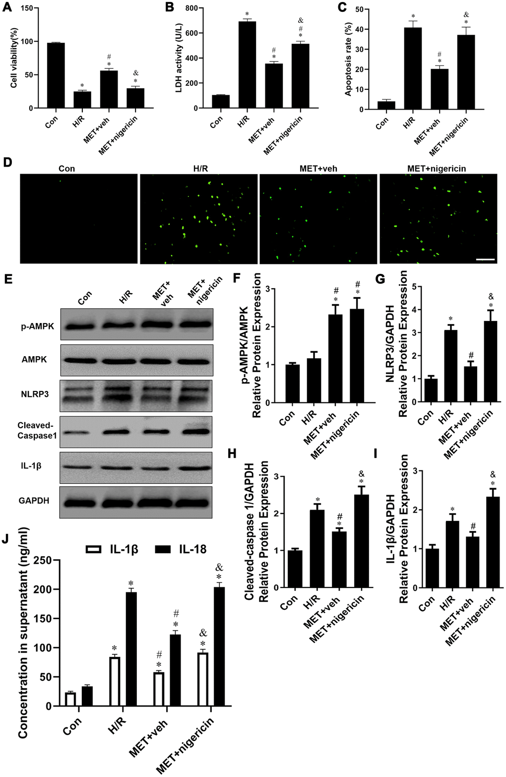 Activation of NLRP3 with nigericin abolished Metformin-inhibited the release of pro-inflammatory factor in vitro. (A) Cell viability was measured by MTT assay (n = 6 per group). (B) The supernatant was collected and used to determine the LDH activity (n = 6 per group). (C) Statistical results of TUNEL-positive cells per field. (D) Tunel assay (apoptotic cells stained in green fluorescence) was performed to assess examine the apoptosis rate of NRVM cells in all groups (n = 6 per group). Magnification 200x, Scale bar = 100 μm; (E) Western blots were performed to determine p-AMPK, AMPK, NLRP3, cleaved-caspase 1, IL-1β and GAPDH in the total cell lysates. (F–I) Quantitative analysis of p-AMPK, AMPK, NLRP3, cleaved-caspase 1, IL-1β expression and calculate the ratio of p-AMPK/AMPK (n = 4 per group). (J) The levels of IL-1β, IL-18 and TNF-α in the supernatant from NCVMs were detected by ELISA (n = 6 per group). Values are expressed as the mean ± SEM. * P P P 