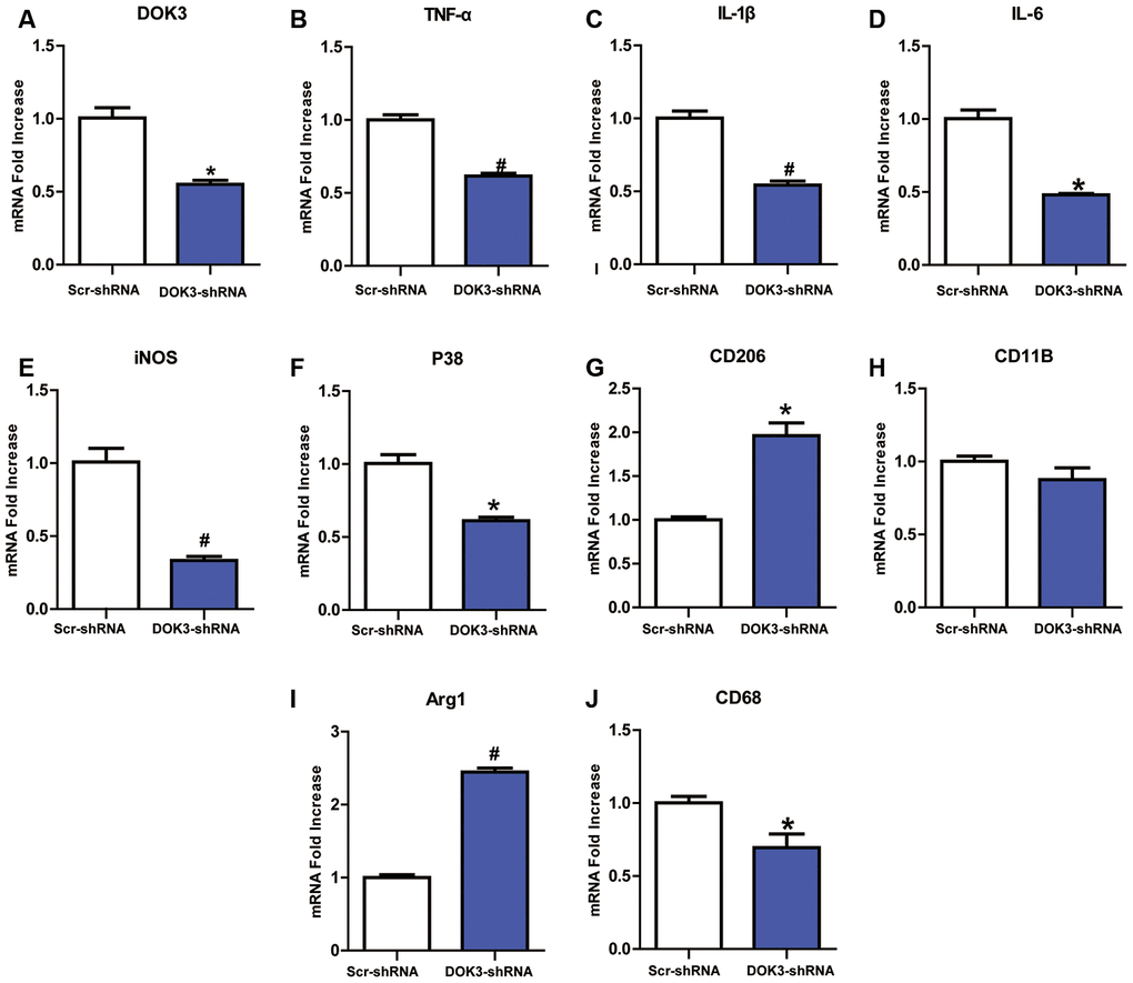 Downregulation of DOK3 reduces the levels of inflammatory cytokines in microglia. Microglia were infected with a DOK3-specific short hairpin RNA (shRNA) to establish stably down-regulated DOK3 expression. Total cell lysates of DOK3-shRNA and Scr-shRNA microglia were used to determine the levels of mRNA for DOK3 (A), TNF-α (B), IL-1β (C), IL-6 (D), iNOS (E), P38 (F), CD68 (G), CD11B (H), Arg1 (I), and CD206 (J) by quantitative reverse transcription-polymerase chain reaction (RT-qPCR). N=3 per group, and data are presented as means ± SEM. *p  0.05, #p  0.01 vs. Scr-shRNA.