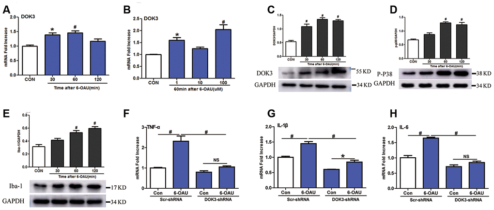 GPR84 activation-induced inflammatory responses are partially mediated via DOK3 in microglia. Microglia were incubated with 6-n-octylaminouracil (6-OAU) for 120 min at different concentrations (1, 10, or 100 μM). (A, B) DOK3 mRNA levels at different time-points were determined by RT-qPCR. (C–E) DOK3 (C), p-p38 (D), and Iba-1 (E) protein levels were determined using western immunoblotting analysis. (F–H) Lentivirus-infected microglia were exposed to 6-OAU (1 μM, 60 min); and TNF-α (F), IL-1β (G), and IL-6 (H) mRNA levels were determined by RT-qPCR. N=3 per group, data are presented as means ± SEM. *p  0.05, #p  0.01, NS, not significant for comparisons vs. control (CON) or between the 2 groups connected by the horizontal line.