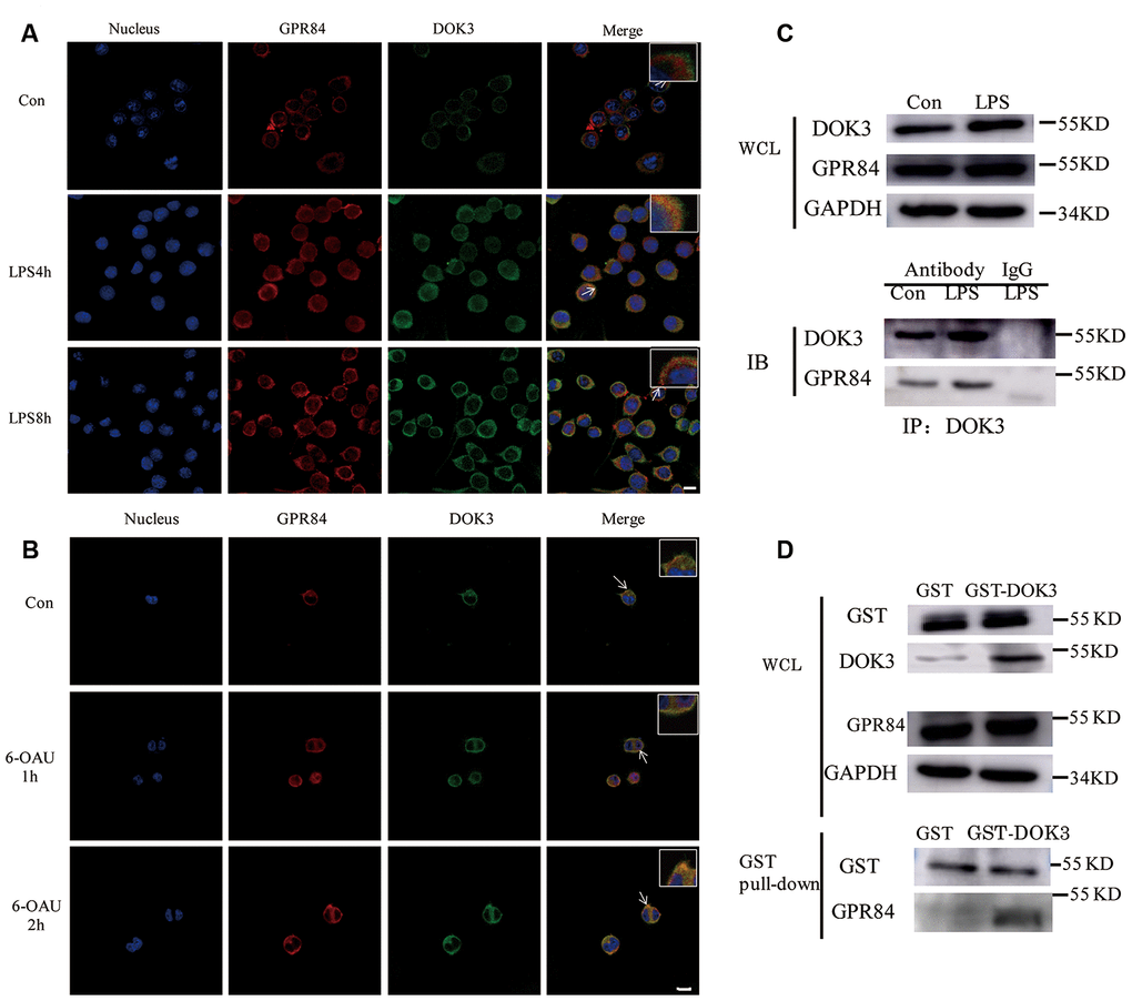 GPR84 proteins are physically associated with DOK3 in microglia. (A) Microglia were pretreated with LPS (1 μM) for 4 or 8 h, and the levels of GPR84 and DOK3 protein were assayed by immunofluorescence analysis. (B) Microglia were pretreated with 6-OAU (1μ M) for 1 or 2 h, and the levels of GPR84 and DOK3 protein were assayed by immunofluorescence analysis. Scale bar, 10 μm. (C) Microglia were pretreated with LPS (1 μM) for 4 h, and the levels of GPR84 in total cell lysates were determined by co-immunoprecipitation and western blotting. (D) Purified recombinant human GST or GST-DOK3 proteins were incubated with microglia for 2 h in reaction buffers. Total cell lysates or reaction products were then used in GST-pulldown assays and western blotting to determine the levels of GPR84.
