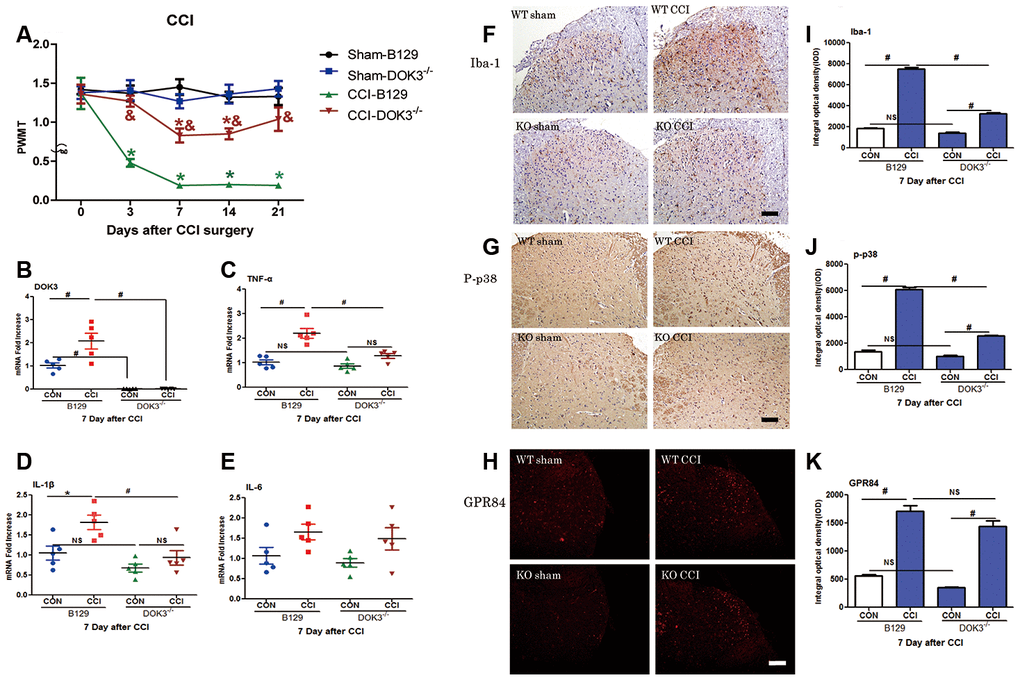 CCI-induced neuropathic pain and inflammatory responses are partially inhibited in DOK3-/- mice. To induce neuropathic pain, B129 and DOK3-/- mice underwent surgery for chronic constriction of the sciatic nerve to establish the CCI model. (A) CCI-induced mechanical allodynia was determined by calculating PWMT on days 0, 3, 7, 14, and 21 after CCI surgery. N=8-10, data are presented as means ± SEM. *p  0.05 vs. sham group, & p B–E) Homogenates of lumbar spinal cord isolated from mice were used to determine the levels of mRNA for DOK3 (B), TNF-α (C), IL-1β (D), and IL-6 (E) on day 7 after CCI. (F–K) Iba-1 (F), P-p38 (G), and GPR84 (H) in lumbar spinal cords of mice were assayed by immunofluorescence and immunohistochemical analysis. Quantities of Iba-1 (I), P-p38 (J), and GPR84 (K) were determined by calculating the integral optical density (IOD). N=8-10, *p p 
