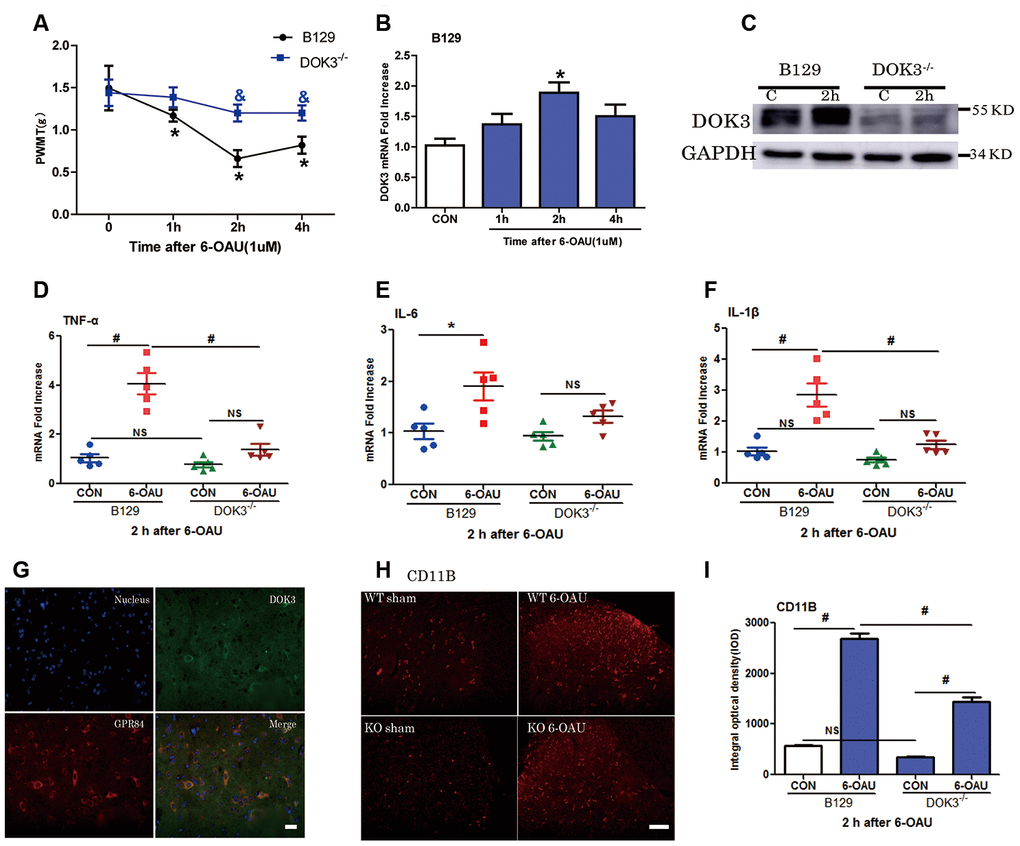 GPR84 activation-induced mechanical allodynia and inflammatory responses are compromised in DOK3-/- mice. B129 and DOK3-/- mice were treated with 6-OAU (1 μM) for 0, 1, 2, and 4 h via intrathecal injection. (A) GPR84 activation-induced mechanical allodynia was determined by calculating PWMT at 0, 1, 2, and 4 h after intrathecal injection. N=8-10, data are presented as means ± SEM. *p  0.05 vs. control (CON) or 0 h; & p  0.05 vs. WT mice at the same time after intrathecal injection. (B) DOK3 mRNA levels in mouse lumbar spinal cord were determined by RT-qPCR. (C) DOK3 protein levels were determined by western blotting 2 h after 6-OAU injection (1 μM). (D–F) Lumbar spinal cords were harvested from mice to determine the levels of mRNAs for TNF-α (D), IL-6 (E), and IL-1β (F) 2 h after 6-OAU injection (1 μM). (G) B129 mice were treated with 6-OAU (1 μM) for 2 h. The co-localization of GPR84 and DOK3 proteins was assessed using immunofluorescence analysis in mice. Scale bar, 20 μm. (H) The expression of CD11B proteins in lumbar spinal cord was assayed by immunofluorescence analysis and quantified (I). N=8-10, data are presented as means ± SEM. *p  0.05, #p  0.01 for comparisons between the 2 groups connected by the horizontal line; NS, not significant; scale bar, 50 μm.