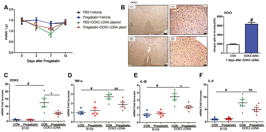 Administration of pregabalin dramatically prevents mechanical allodynia and inflammatory responses induced by over-expression of DOK3. B129 mice were treated with intrathecal injections of plasmid cDNA (5 μg) for 3 days and fed pregabalin (30 mg/kg/day) simultaneously for 2 weeks. (A) Paw-withdrawal mechanical threshold (PWMT) was evaluated on days 0, 3, 7, and 14. N=8-10, data are presented as means ± SEM. *p  0.05 vs. baseline (day 0) & p  0.05 vs. PBS plus plasmid cDNA on day 7. (B) Upregulation of DOK3 in lumbar spinal cords of mice after intrathecal injections of plasmid cDNA for 7 days was assessed by immunohistochemical analysis. Quantities were determined by calculating the integral optical density (IOD). N=8-10, #p C–F) mRNA levels for DOK3 (C), TNF-α (D), IL-1β (E), and IL-6 (F) in mouse lumbar spinal cord were determined by RT-qPCR on day 7. N=8-10; *p  0.05; #p  0.01; NS, not significant for comparisons between the 2 groups connected by the horizontal line.