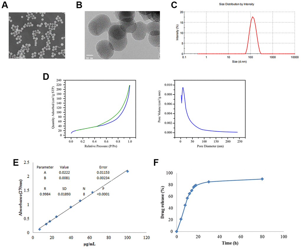 Preparation and characterization of BTZ@HMSNs. (A) The morphologies of BTZ@HMSNs by scanning electron microscope. Bar = 500 nm. (B) The morphologies of BTZ@HMSNs by transmission electron microscope. Bar = 50 nm. (C) Size distributions of BTZ@HMSNs determined by dynamic light scattering. (D) N2 adsorption–desorption curve (left) and pore distribution (right) of BTZ@HMSNs. (E) The standard curve of BTZ by plotting the absorption at 270 nm against BTZ concentrations. (F) Cumulative profiling of drug release of BTZ from the BTZ@HMSNs in phosphate-buffer saline (PBS, pH 7.4) at room temperature. BTZ, bortezomib; HMSNs, hollow mesoporous silica nanospheres