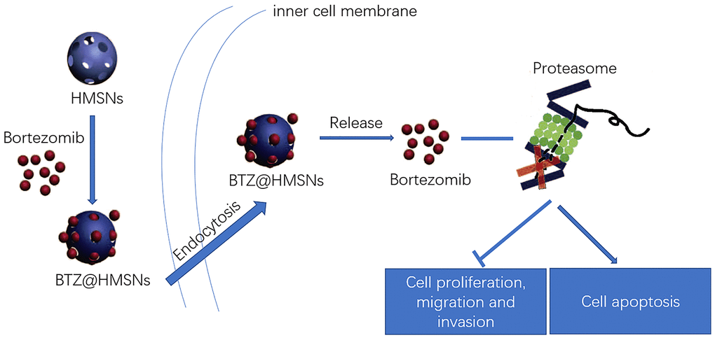 Schematic illustration of the loading and delivery and release of BTZ to the cancer cells by HMSNs.