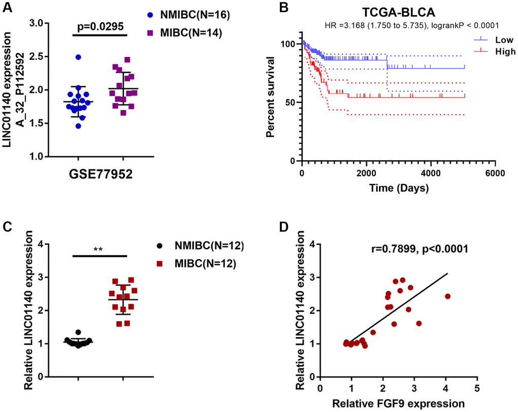 Expression of lncRNA LINC01140 in NMIBC and MIBC tissues. (A) The expression of lncRNA LINC01140 in MIBC and NMIBC tissues based on the data from GSE77952. P=0.0295, student’s T test. (B) The overall survival of patients with bladder cancer was analyzed by grouping the samples based on LINC01140 expression using log-rank test. Data are based on TCGA database. (C) The expression of LINC01140 in tissues of 12 cases of MIBC and 12 cases of NMIBC was determined using real-time PCR. PD) The correlation between LINC01140 and FGF9 expression in tissue samples was analyzed using Pearson’s correlation analysis. **P