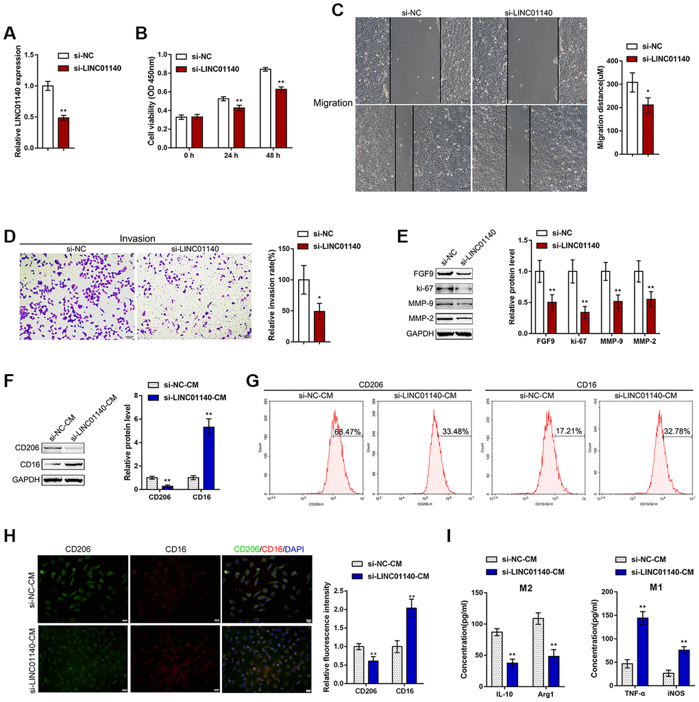 Effects of LINC01140 on bladder cancer cell aggressiveness and macrophage M2 polarization. (A) LINC01140 knockdown was generated in the T24 bladder cancer cell line by transfection with si-LINC01140. The transfection efficiency was validated by real-time PCR (PB) cell viability by MTT assay, **PC) migration capacity by wound healing assay, PD) invasive capacity by Transwell assay, PE) protein levels of FGF9, ki-67, MMP-2, and MMP-9 by immunoblotting, PF) the protein levels of CD206 and CD16 by immunoblotting, PG) the percentage of CD206 and CD16-positive cells was determined by flow cytometry; (H) the inflorescence intensity of CD206 and CD16 were measured by IF staining, The inflorescence intensity is shown in the right panel. PI) The concentrations of IL-10, Arg1, iNOS, and TNF-α in the macrophage culture medium was determined by ELISA. **P