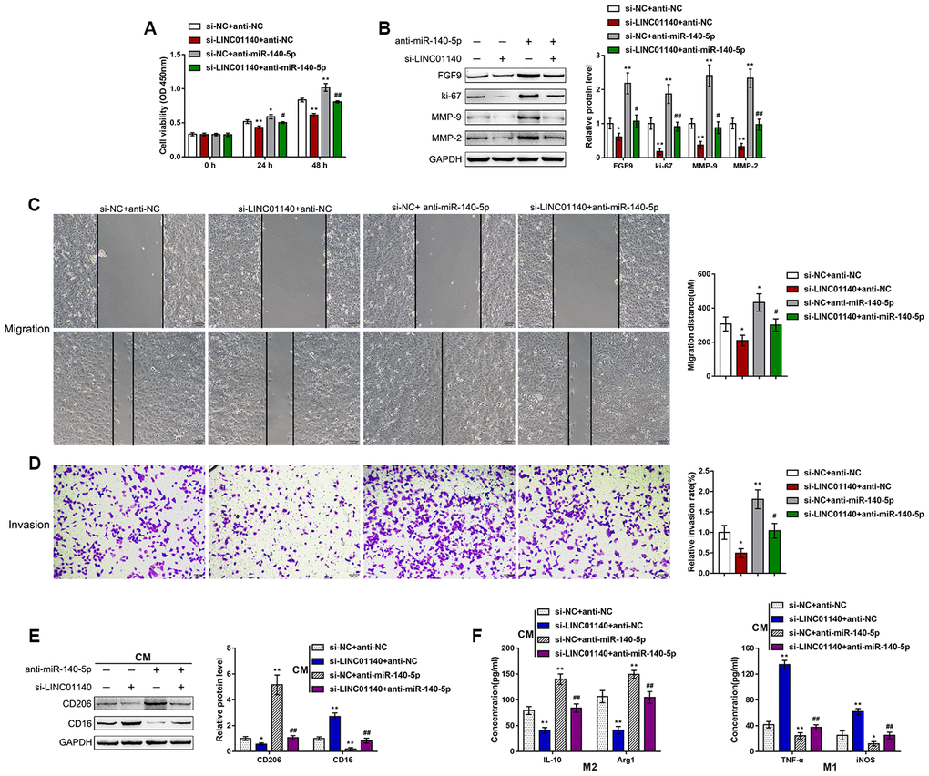 Dynamic effects of LINC01140 and miR-140-5p on bladder cancer cell aggressiveness and macrophage M2 polarization T24 cells were cotransfected with si-LINC01140 and anti-miR-140-5p and examined for (A) the cell viability by MTT assay; (B) protein levels of FGF9, ki-67, MMP-2, and MMP-9 by immunoblotting; (C) migration capacity by wound healing assay; and (D) invasive capacity by Transwell assay. (E, F) T24 cells were cotransfected with si-LINC01140 and anti-miR-140-5p and the culture medium (shown in the figures as conditioned medium (CM) si-NC + anti-NC, si-LINC01140 + anti-NC, si-NC + anti-miR-140-5p, and si-LINC01140 + anti-miR-140-5p) was collected for macrophage incubation. M0 macrophages were cultured in the above-described four kinds of CMs and polarized to M1 or M2, respectively, and examined for (E) the protein levels of CD206 and CD16 by immunoblotting. (F) The concentrations of IL-10, Arg1, iNOS, and TNF-α in the macrophage culture medium was determined by ELISA. *PPPP