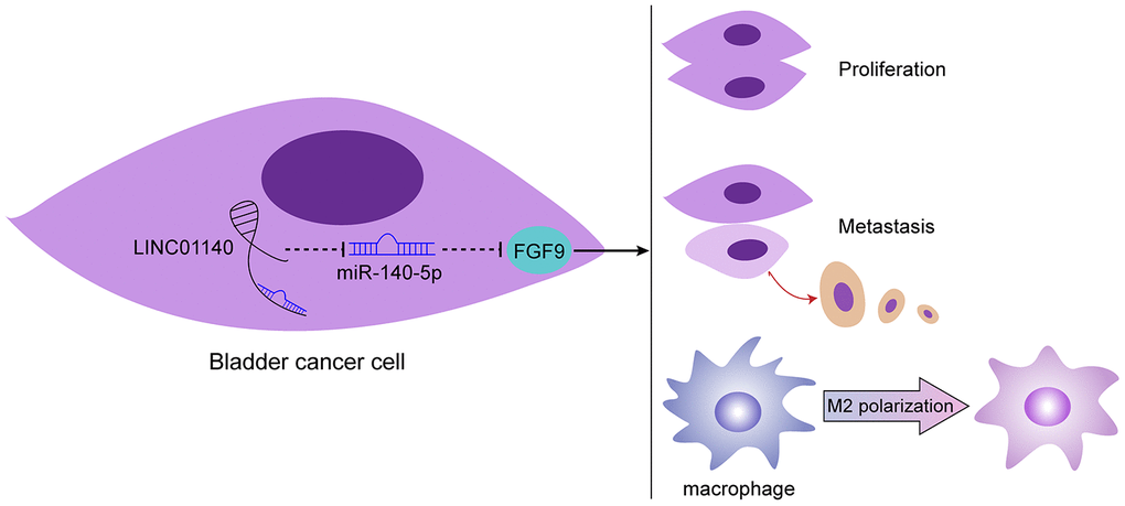Schematic diagram of the proposed mechanism. LINC01140/miR-140-5p/FGF9 axis modulates bladder cancer phenotype and promotes macrophage M2 polarization through tumor microenvironment.