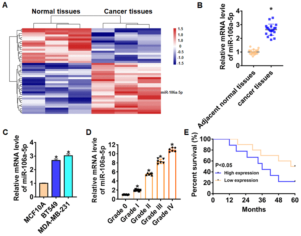 Expression of miR-106a-5p in TNBC tissue and cells. (A) MiRNAs expression profiles in normal tissues and cancer tissues of TNBC. (B) The expression of miR-106a-5p in clinical TNBC tissues (n = 20) and adjacent normal tissues (n = 20) determined by qRT-PCR (*pC) qRT-PCR assay analyzed the expression of miR-106a-5p in normal breast cell MCF10A and TNBC cell lines BT549 and MDA-MB-231 (*pD) The overall survival of TNBC patients with low (n = 10) or high (n = 9) expression of miR-106a-5p were assessed by Kaplan-Meier survival analysis (*pE) The expression of miR-106a-5p in TNBC tissues from patients with tumor grade 0 to grade IV (n = 6) was measured by qRT-PCR (*p