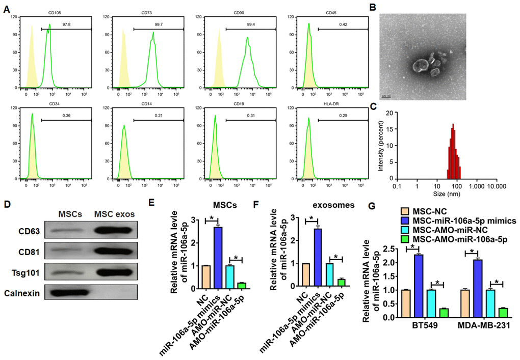 Isolation and identification of MSCs and MSC-derived exosomes. (A) Expression of BMMSC surface markers determined by flow cytometry. (B) TEM image for MSC-derived exosomes, scale bar = 100 nm. (C) Particle distribution of MSC-derived exosomes analyzed by Zetasizer Nano ZS. (D) Expression of exosome markers measured by western blot analysis. (E) miR-106a-5p expression in MSCs in response to miR-106a-5p mimic/ AMO-miR-106a-5p transfection as detected by qRT-PCR. n = 6, *pF) Exosomes in MSCs were isolated, and miR-106a-5p expression was detected using qRT-PCR. n = 6, *pG) TNBC cell lines BT549 and MDA-MB-231 cells were incubated with MSCs in response to miR-106a-5p mimic/ AMO-miR-106a-5p transfection, and miR-106a-5p expression was determined by qRT-PCR. n = 6, *p