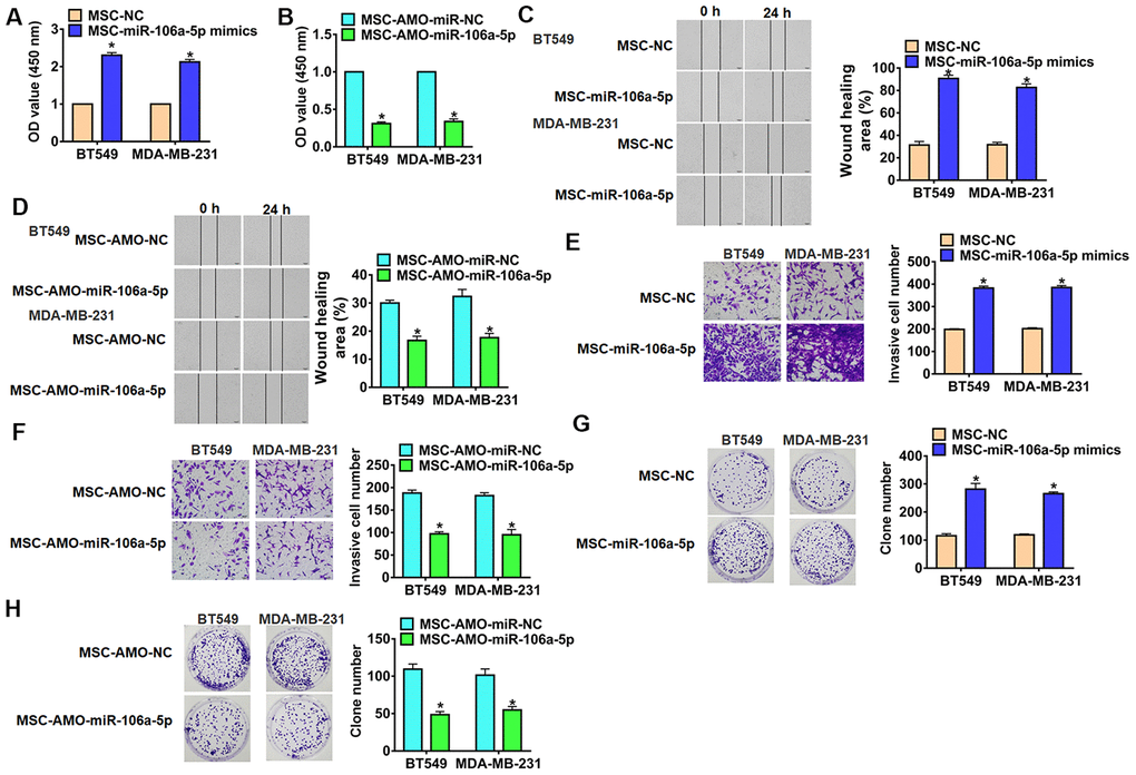 Exo-miR-106a-5p derived from MSCs promoted migration, invasion and proliferation of TNBC cells. BT549 and MDA-MB-231 cells were incubated with exosomes from MSCs transfected miR-106a-5p or AMO-miR-106a-5p or its NC. (A, B) MTT was used to test viability of BT549 and MDA-MB-231 cells. n = 10, *pC, D) Wound healing assay to detect migration ability. n = 4, *pE, F) Transwell assay to detect invasion ability. n = 4, *pG, H) Clone formation assay to detect proliferation ability. n = 4, *p