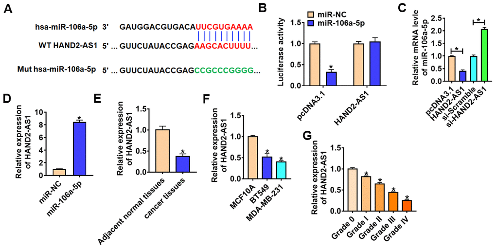 HAND2-AS1 inhibited miR-106a-5p expression. (A) miRanda database predicted data between HAND2-AS1 and miR-106a-5p. (B) Luciferase assay for WT and mutant HAND2-AS1 activity in HEK293 cells transfected with miR-NC or miR-106a-5p. n = 6, *pC) qRT-PCR analyzed the expression of miR-106a-5p in BT549 cells transfected with HAND2-AS1 or si-HAND2-AS1. n = 6, *pD) RNA-immunoprecipitation experiments were performed using miR-NC or miR-106a-5p to immunoprecipitate HAND2-AS1 in BT549 cells. (E, F) qRT-PCR analyzed HAND2-AS1 expression in TNBC tissues and cells. n = 6, *pG) The expression of HAND2-AS1 in TNBC tissues from patients with tumor grade 0 to grade IV (n = 6) was measured by qRT-PCR (*p