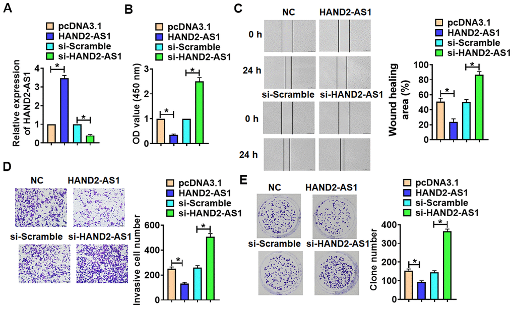 The effects of HAND2-AS1 on the proliferation, migration and invasion of TNBC cells. (A) HAND2-AS1 or si-HAND2-AS1 was transfected into BT549 cells, and transfection efficiency of HAND2-AS1 or si-HAND2-AS1 was detected using qRT-PCR. n = 6, *pB) MTT assay for BT549 cells. n = 10, *pC) would healing assay was to detected migration of BT549 cells. n = 4, *pD) Transwell assay was to determine invasion of BT549 cells. n = 4, *pE) Clone formation assay was to evaluate proliferation of BT549 cells. n = 4, *p