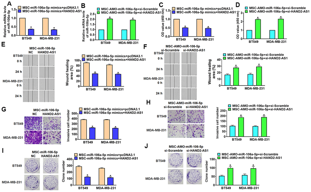 Overexpression lncRNA HAND2-AS1 inhibited progression of TNBC cells by regulating exo-miR-106-5p. BT549 and MDA-MB-231 cells were transfected with HAND2-AS1 or si-HAND2-AS1 and incubated with exosomes from MSCs transfected miR-106a-5p or AMO-miR-106a-5p. (A, B) qRT-PCR analyzed miR-106a-5p expression in BT549 and MDA-MB-231 cells. n = 6, *pC, D) MTT for BT549 and MDA-MB-231 cells. n = 10, *pE, F) Migrative ability was detected by wound healing assay. n = 4, *pG, H) Invasive ability was detected by Transwell assay. n = 4, *pI, J) Proliferative ability was detected by clone formation assay. n = 4, *p
