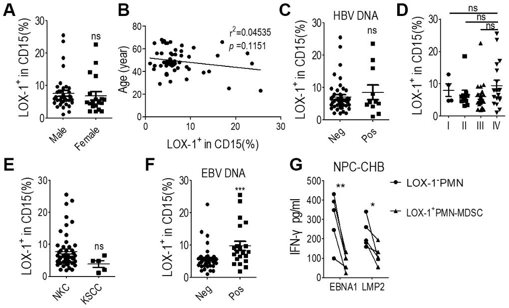 LOX-1+ PMN-MDSCs may permit EBV replication in NPC survivors with CHB. (A) LOX-1+ PMN-MDSC levels of NPC survivors of different genders; (B) Linear regression of LOX-1+ PMN-MDSC level with age; (C) LOX-1+ PMN-MDSC level of survivors with positive or negative serum HBV DNA results; (D) LOX-1+ PMN-MDSC level of survivors with different stages of NPC; (E) LOX-1+ PMN-MDSC level of survivors with different NPC pathological subtypes; (F) LOX-1+ PMN-MDSC level of survivors with positive or negative serum EBV DNA; (G) CD8+ T cell responses against the major antigenic EBV proteins, LMP2 and EBNA1, was demonstrated by changes in IFN-γ concentration. Abbreviations: PMN-MDSC, polymorphonuclear myeloid-derived suppressor cell; EBV, Epstein-Barr virus; NPC, nasopharyngeal carcinoma; CHB, chronic hepatitis B; ALT, alanine aminotransferase; KSCC, keratinizing squamous cell carcinoma; NKC, non-keratinizing carcinoma; IFN, interferon.