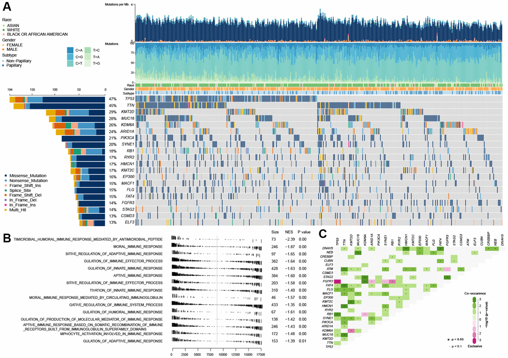 Gene set enrichment analysis between the wild-type TP53 and mutated TP53 subgroup in TCGA MIBC dataset. (A) The landscape of somatic mutations in TCGA MIBC dataset. (B) 13 inhibited immune-associated biological processes in mutated TP53 MIBC patients. (C) The landscape of somatic interactions of TP53 in TCGA MIBC dataset.