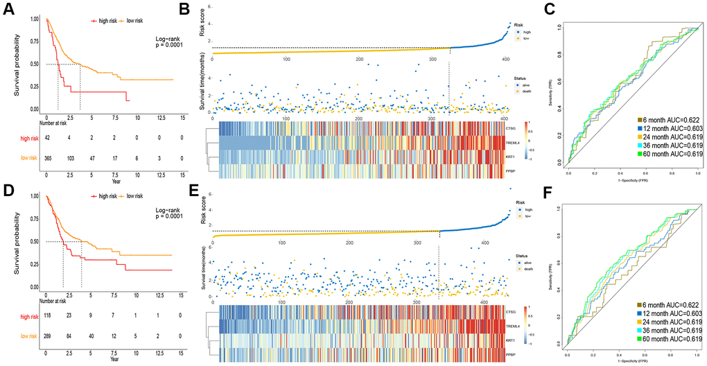 Prognosis of IPM in TCGA MIBC cohort and meta-GEO MIBC cohort. (A, D) Kaplan-Meier survival analysis in TCGA cohort and meta-GEO cohort, OS in low risk subgroup was higher than those in the high risk subgroup. (B, E) Risk assessment in TCGA cohort and meta-GEO cohort, the correlation between the risk score (upper) and the expression of four immune-associated genes (bottom). (C, F) Time-dependent ROC curves of IPM.