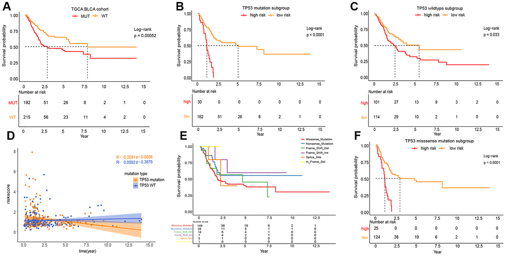 Prognosis of different TP53 mutations in TCGA MIBC cohort. (A) Kaplan-Meier survival analysis between the wild-type TP53 patients and mutated TP53 patients. (B) Kaplan-Meier survival analysis between the high and low risk subgroup in mutated TP53 MIBC patients. (C) Kaplan-Meier survival analysis between the high and low risk subgroup in wild-type TP53 MIBC patients. (D) Correlation analysis between risk score and survival time according to TP53 status. (E) Kaplan-Meier survival analysis among the different types of TP53mutations. (F) Kaplan-Meier survival analysis between the high and low risk subgroup in TP53 MIBC missense mutation patients.