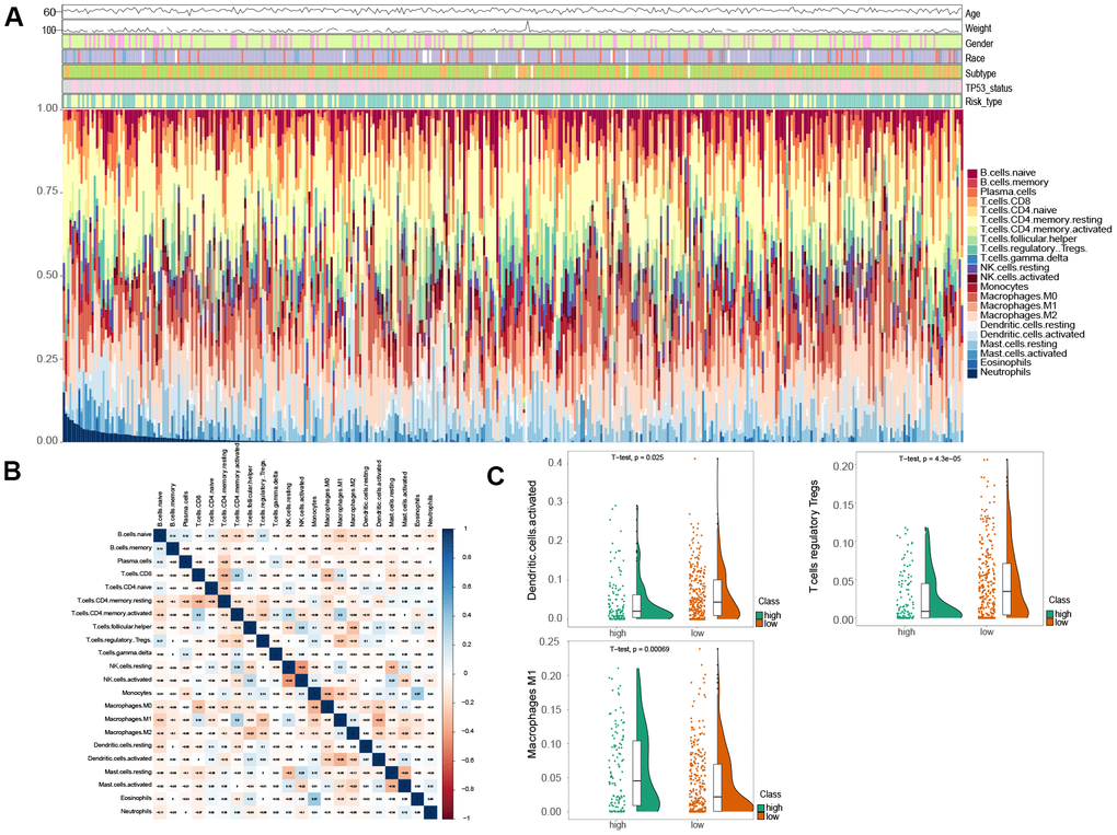 Comparison of immune infiltration landscape between the high and low risk MIBC patients. (A) Immune cell proportions between the high and low risk MIBC patients. (B) Correlation matrix of 22 types of immune cell proportions. (C) Significantly difference of immune cells between the high and low risk MIBC patients.