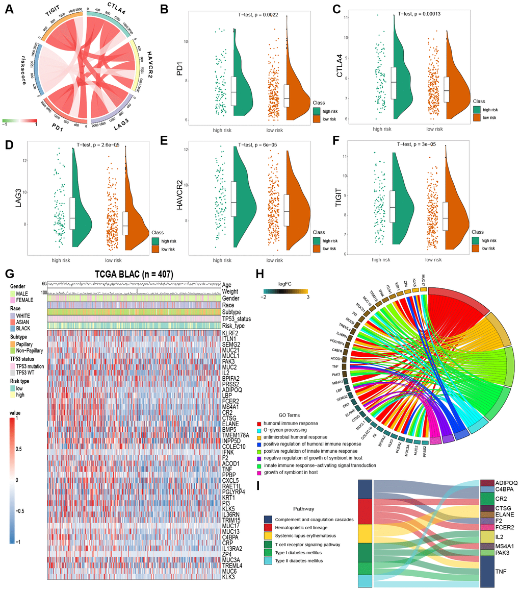 Enrichment analysis of IPM. (A) Correlation between the risk score and the expression level of immune checkpoints genes. (B–F) The expression level of immune checkpoints genes in the high and low risk MIBC patients. (G) Heatmap plot of immune-associated genes that were differentially expressed between the high and low risk MIBC patients. (H) Enrichment of biological processes for immune-associated genes that are shown in the circular plot. (I) Enrichment of KEGG pathways for immune-associated genes that are shown in the sankey plot.