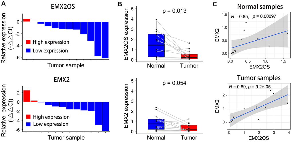 Relative expression levels of EMX2OS and EMX2 in 12 pairs of KIRC and normal samples measured using RT-qPCR. (A) EMX2OS and EMX2 were downregulated in 11 of 12 and 10 of 12 KIRC samples, respectively. (B) Compared with than in normal samples, EMX2OS was significantly downregulated in tumor samples, while no significant difference was found for EMX2. (C) There was a significant positive correlation between EMX2OS and EMX2 in both normal and tumor samples.