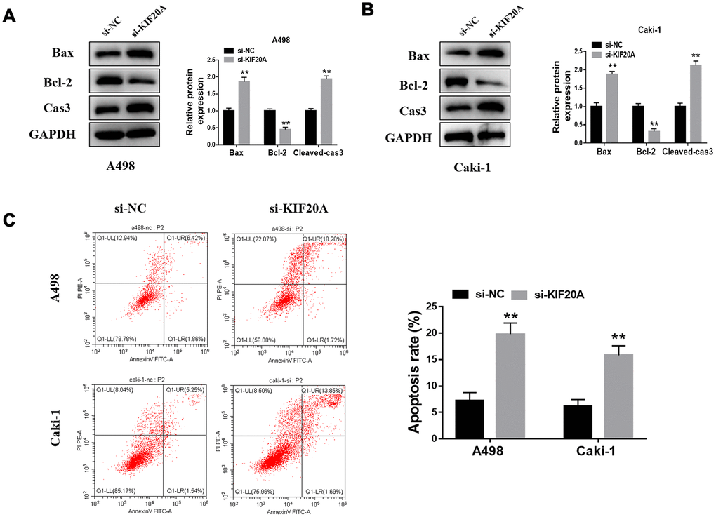 KIF20A modulates the apoptosis of renal cancer cells. (A, B) Detection of apoptosis related proteins by western blot in A498 and Caki-1 cell lines; (C) Cell apoptosis was detected by flow cytometry.