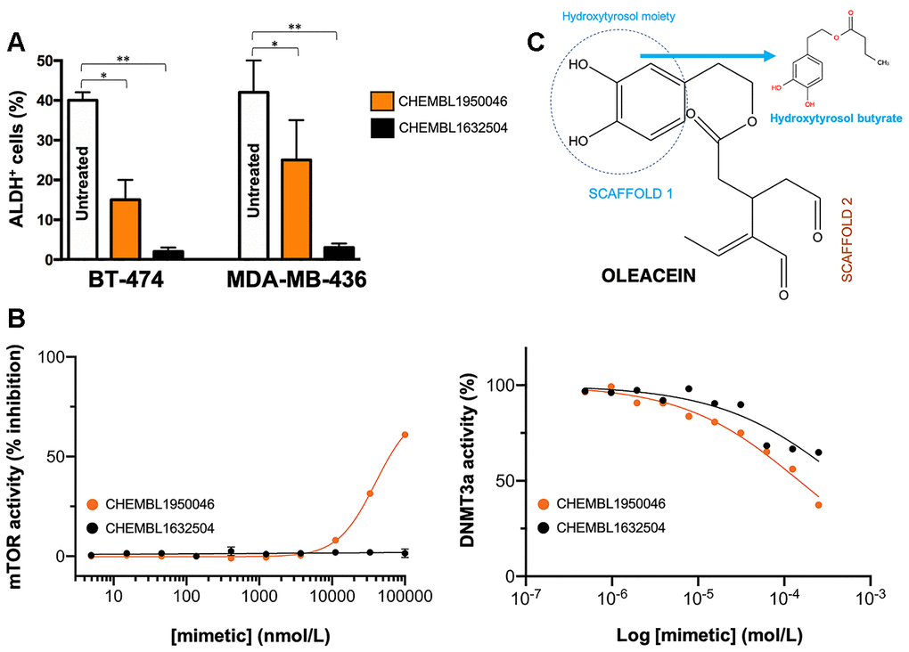 Phenotypic screening of the anti-CSC activity of oleacein mimetics (III). (A) Changes in the number of ALDH+ cells in BT-474 and MDA-MB-436 populations cultured in the absence or presence of 11.1 μmol/L of CHEMBL1950046 and CHEMBL1632504. The results are expressed as percentages means (columns) ± SD (bars). *P P B) Left. A dose-response inhibition curve of ATP-dependent activity of mTOR kinase was created by plotting FRET signal of the Z´-LYTE Kinase assay as the function of CHEMBL1950046 and CHEMBL1632504 concentrations. Right. Dose-response curves of SAM-dependent methylation activity of DNMT3A were created by plotting radioisotope signals of the HotSpotSM assay as the function of CHEMBL1950046 and CHEMBL1632504 concentrations. (C) Molecular scaffolds of oleacein.