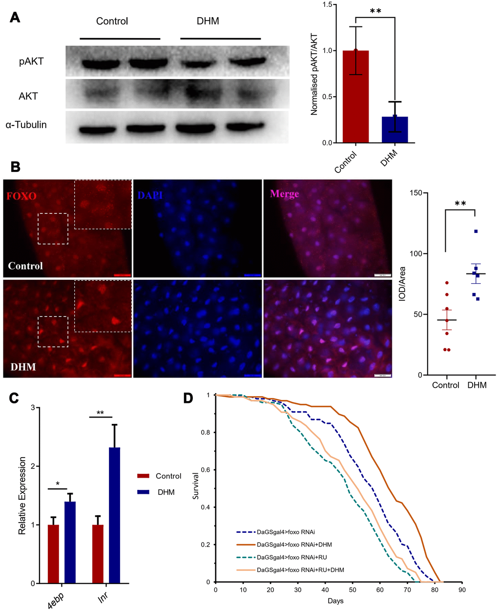 DHM promotes FOXO activity. (A) The protein expression levels of pAKT, AKT by Western blots. The bar graph illustrated the densitometry of the blots (p=0.031, n=2, repeat=3). (B) dFOXO antibody staining in the guts. The nuclei are stained with DAPI in blue, the white box shows the zoom of the corresponding position. The intensity quantifications of FOXO/Area of DAPI are shown as bar plots (n=7, 6 p=0.0072, t-test and the data are presented as the mean ± SEM). (C) The FOXO target genes 4ebp and inr expression levels (relative to actin-5C) in the DHM-treated flies and control (p=0.012, p=0.002; n=3). (D) Knockdown of foxo in the adult fly shortens lifespan. Addition of the DHM can slightly rescue the lifespan of foxo knockdown flies.