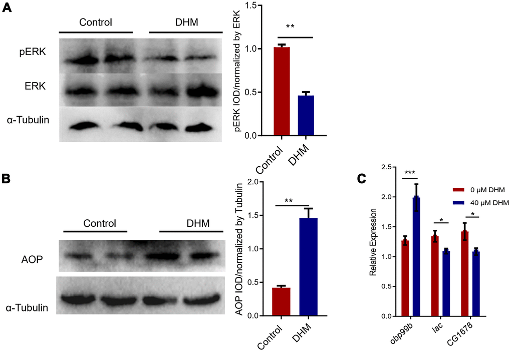 DHM can repress pERK and activate the AOP. (A) Western blots showed the pERK and ERK protein levels in the control and DHM-treated flies. The bar graph illustrated the densitometry of the blots. (B) Western blots showed the AOP protein levels in the control and DHM-treated adult flies. The bar graph illustrated the densitometry of the blots (p=0.0019, n=3). (C) The AOP target genes obp99b, lac, and CG1678 expression levels (relative to actin-5C) in the DHM-treated flies (p=0.0079, p=0.031, p=0.046; n=3).