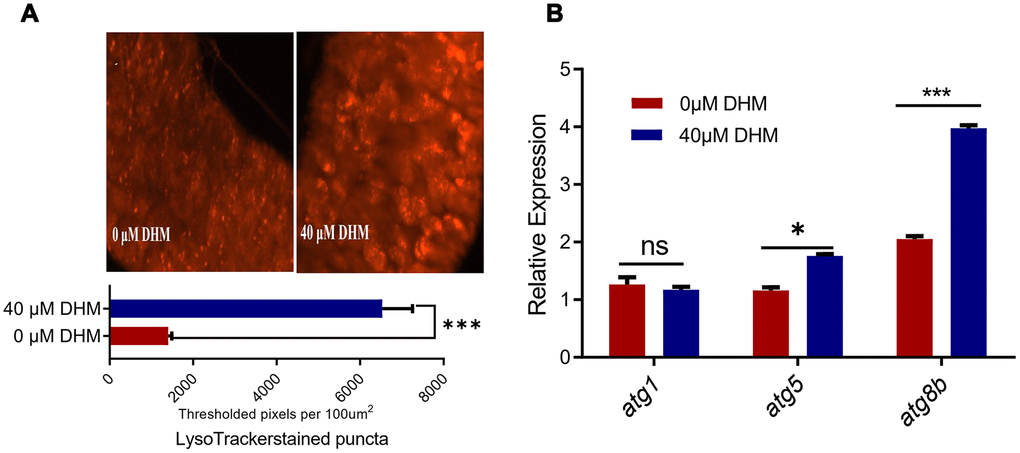 DHM induces autophagy in Drosophila. (A) The LysoTracker staining in the midguts of control and DHM-treated flies. The number of the lysosomes in the midguts of control and DHM-treated flies counted in per microscope field of view. (p=0.000023, n=6, t-test). Average number of LysoTracker-stained puncta in fly midguts isolated from control or DHM pretreated flies is presented (±SEM) (B) The relative expression levels of atg1, agt8a and atg8b in control and DHM-treated flies (p=0.5024, p=0.0013, p