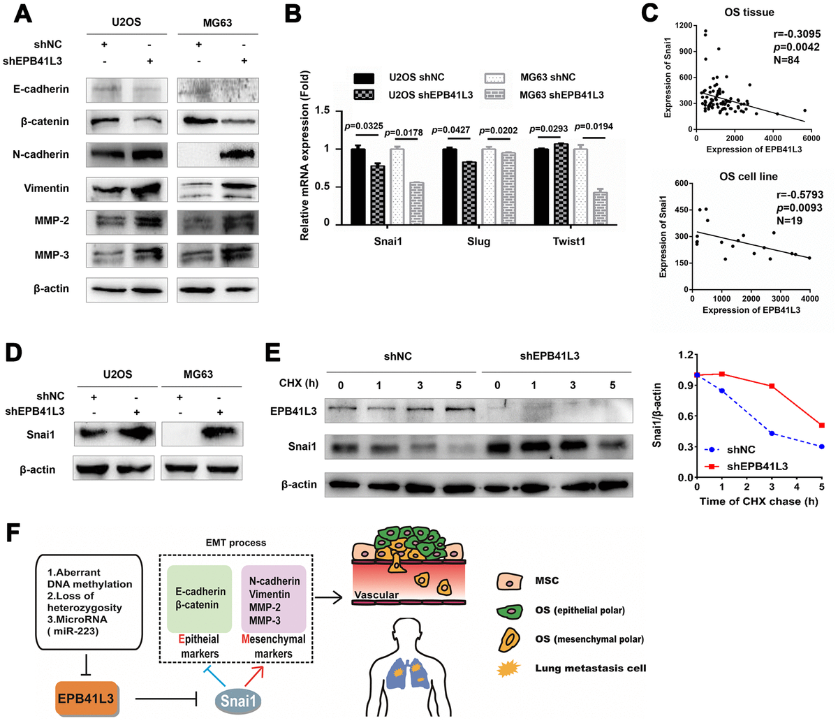 EPB41L3 suppresses EMT and decreases the protein expression of Snai1. (A) Western blot results of EMT markers in U2OS and MG63 cells stably expressing shNC or shEPB41L3. (B) Quantitative RT-PCR analysis suggested that EPB41L3 knockdown did not increase EMT-TFs mRNA expression including Snai1, Slug, and Twist1. (C) Spearman’s correlation analysis showed an inverse correlation between Snai1 and EPB41L3. (D) Western blot results showed that EPB41L3 knockdown increased Snai1 protein expression. (E) EPB41L3 knockdown enhanced Snai1 protein stability. U2OS shNC and shEPB41L3 cells were treated with 20 μM of CHX and harvested at indicated time points for immunoblotting analysis. The graph showed the relative Snai1 protein expression level (Snai1/β-actin) based on the band intensity from the gels. Snai1 protein level at 0 hour time point of CHX treatment was set as 1. (F) Schematic diagram of the proposed mechanism for regulatory roles of EPB41L3 on metastasis in osteosarcoma. CHX, cycloheximide.