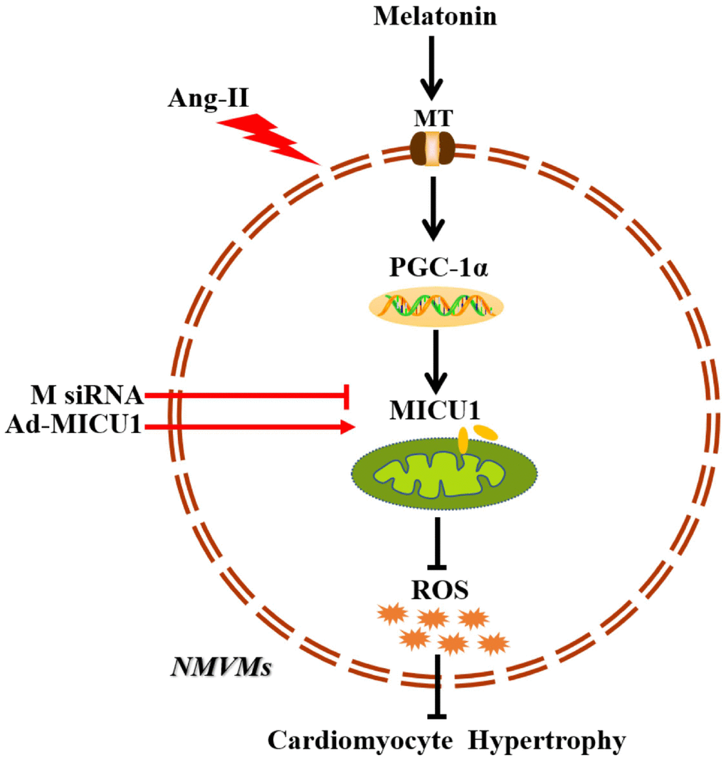 Schematic diagram depicts that melatonin ameliorates cardiac hypertrophy by activating MICU1. As located in the intermembrane space of mitochondria, MICU1 is responsible for maintaining mitochondrial homeostasis. Exposure to Ang-II, MICU1 is significantly downregulated in NMVMs. With genetic methods, we found that MICU1 reduction in cardiomyocytes leads to mitochondrial dysfunction, enhances ROS overload and subsequently aggravated cardiomyocyte hypertrophy, but not in MICU1 overexpression NMVMs. As a therapeutic agent, melatonin is able to increase MICU1 expression via activating PGC-1α to maintain mitochondrial homeostasis and attenuate ROS overload, consequently ameliorated cardiomyocyte hypertrophy. MT, melatonin receptor; MICU1, mitochondrial calcium uptake 1; PGC-1α, peroxisome proliferator-activated receptor-γ coactivator-1α; ROS, reactive oxygen species; NMVMs, neonatal mice ventricular myocytes; M siRNA, MICU1-specific siRNA; Ad-MICU1, recombinant adenovirus encoding MICU1.