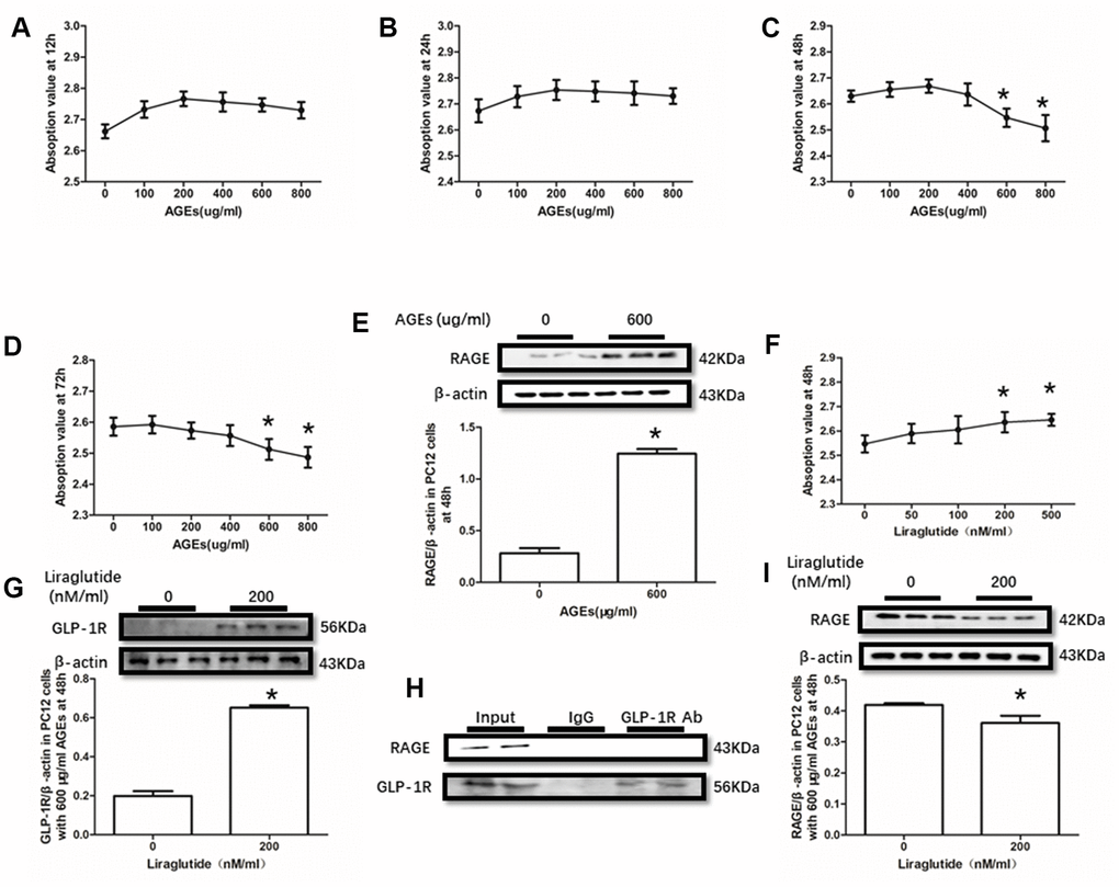 Liraglutide restored cells viability decline and up-regulated RAGE by AGEs in PC12 cells. Results in (A, B) did showed lower cells viability PC12 cells with AGEs at different concentrations than those without AGEs. "*"of (C, D) cells viability is lower of PC12 cells with AGEs at a concentration of 600ug/ml or 800ug/ml than those without AGEs; "*" of (E) significant difference of RAGE levels between PC12 cells with AGEs at a concentration of 600ug/ml; "*" of (F) cells viability is higher of PC12 cells with AGEs at a concentration of 600ug/ml and liraglutide at a concentration of 200nM/ml than those with AGEs at a concentration of 600ug/ml but without liraglutide. "*" of (G, I) significant difference of RAGE levels between PC12 cells (with AGEs at a concentration of 600ug/ml) with liraglutide at a concentration of 200nM/ml and those without liraglutide. Results in (H) did not showed the direct interaction between GLP-1R and RAGE in PC122 cells.