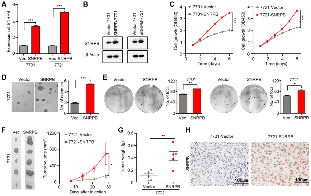 Overexpression of SNRPB promotes tumor growth in HCC cells. (A, B) qRT-PCR (A) and western blotting (B) were used to confirm the overexpression of SNRPB in SNRPB-transfected 7701 and 7721 cells. 18S or β-Actin served as the loading control. (C) Cell growth rates of empty vector- or SNRPB-transfected 7701 or 7721 cells. (D, E) Representative images of increased colony formation in soft agar (D) and foci formation in monolayer culture (E) induced by SNRPB overexpression in 7701 or 7721 cells. The number of colonies or foci in the vector-transfected and SNRPB-overexpressing groups are summarized in the right panel. (F) Images and growth curves of the xenograft tumors formed in nude mice injected with SNRPB- and empty vector-transfected 7721 cells (n = 5). (G) The weights of xenograft tumors derived from SNRPB- and empty vector-transfected 7721 cells are summarized. (H) IHC staining was used to confirm the level of SNRPB in xenograft tumors. Scale bars = 100 μm. In all panels, *P P P 