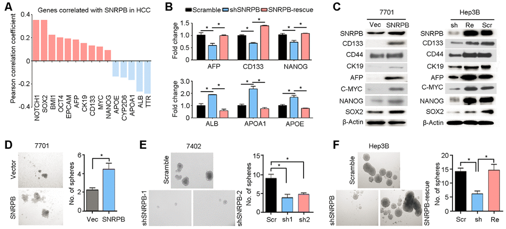 SNRPB maintains HCC cell stemness. (A) Expression correlation analysis indicating the genes correlated with SNRPB in HCC based on TCGA database. (B) The expression levels of genes associated with HCC stemness (AFP, CD133 and NANOG) and markers of differentiated hepatocytes (ALB, APOA1 and APOE) in Hep3B cells transfected with scramble vector, shSNRPB or SNRPB-rescue were tested by qRT-PCR. (C) Western blotting analysis indicates the expression levels of proteins associated with HCC stemness in 7701 cells transfected with vector and SNRPB (left panel) and Hep3B cells transfected with scramble vector, shSNRPB or SNRPB-rescue (right panel). β-Actin served as the loading control. (D–F) Stem cell sphere formation assays were performed on 7701 cells transfected with vector and SNRPB (D), 7402 cells transfected with scramble and shSNRPB (E) and Hep3B cells with scramble vector, shSNRPB or SNRPB-rescue (F). In all panels, *P 