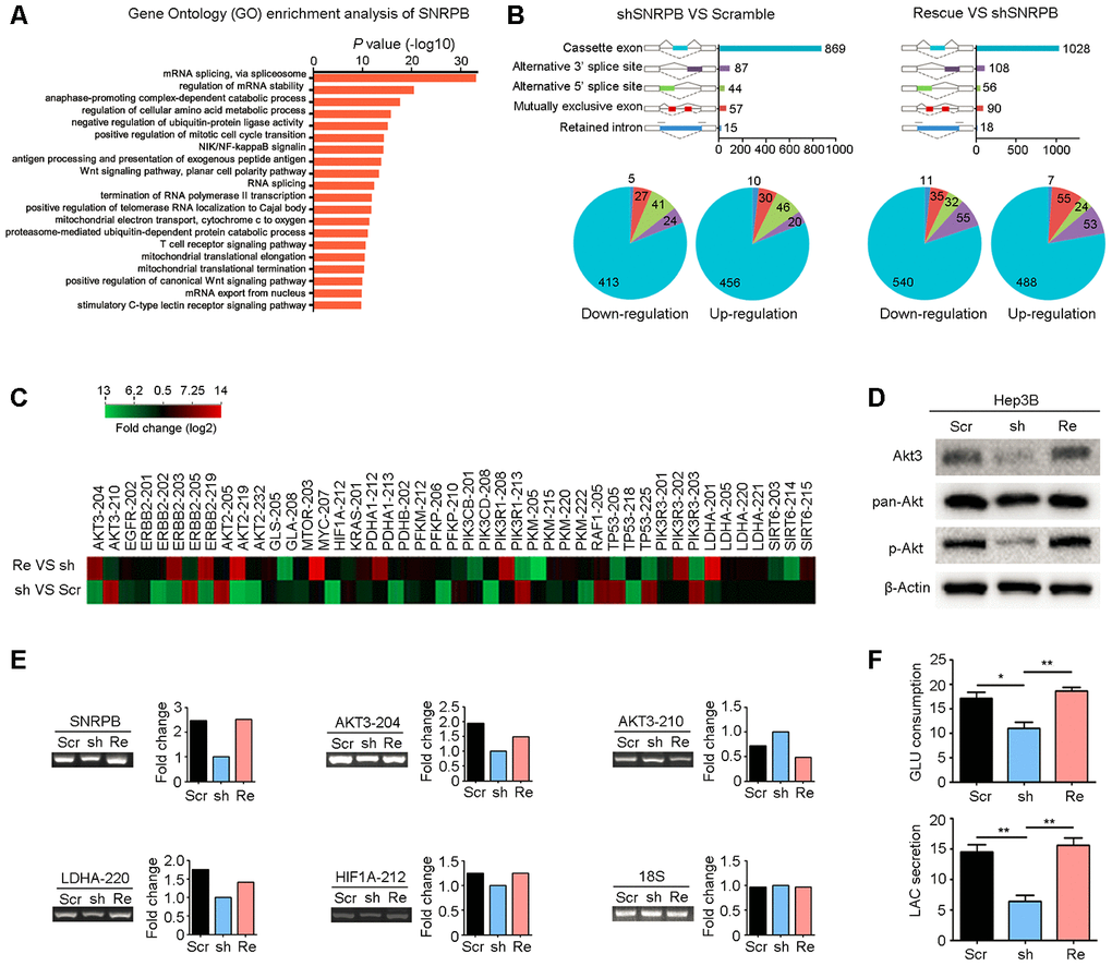 SNRPB activates the Akt pathway and glycolysis via alternative splicing regulation. (A) Gene Ontology (GO) enrichment analysis (biological process) of SNRPB using the Coexpedia internet tool (http://www.coexpedia.org/) based on public GEO datasets. (B) Module plot indicates five major types of alternative splicing in Hep3B cells transfected with scramble, shSNRPB and SNRPB-rescue (upper panel). Pie chart shows the upregulation or downregulation of five alternative splicing events (lower panel). (C) The heatmap shows the genes associated with carbon metabolism with alternative splicing in Hep3B cells after SNRPB knockdown or rescue. (D) The levels of Akt3, pan-Akt and p-Akt in Hep3B cells transfected with scramble, shSNRPB and SNRPB-rescue were detected by western blotting, and β-actin served as the loading control. (E) Some specific altered transcripts were confirmed by RT-PCR in Hep3B cells transfected with scramble, shSNRPB and SNRPB-rescue. The gene expression bands were quantified with ImageJ software (https://imagej.net/). (F) Glucose consumption and lactate secretion were decreased by SNRPB silencing but could be recovered by rescue of SNRPB. *P P 