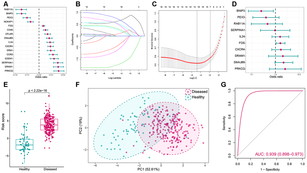 Autophagy genes can distinguish healthy and periodontitis samples. (A) Univariate logistic regression investigated the relationship between dysregulated autophagy genes and periodontitis. (B) Least absolute shrinkage and selection operator (LASSO) coefficient profiles of 16 periodontitis-related autophagy genes. (C) Ten-fold cross-validation for tuning parameter selection in the LASSO regression. The partial likelihood deviance is plotted against log (λ), where λ is the tuning parameter. Partial likelihood deviance values are shown, with error bars representing SE. The dotted vertical lines are drawn at the optimal values by minimum criteria and 1-SE criteria. (D) Distinguishing signature with 10 autophagy genes was developed by multivariate logistic regression and the risk scores for periodontitis were calculated. (E) The risk distribution between healthy and periodontitis, where periodontitis has a much higher risk score than healthy samples. (F) Principal component analysis (PCA) of 10 periodontitis-related autophagy genes between healthy and periodontitis. The two first principal components (PC1, PC2) which could explain most of the variables are plotted. (G) The discrimination ability for healthy and periodontitis samples by autophagy genes was analyzed by the ROC curve and evaluated by AUC value.