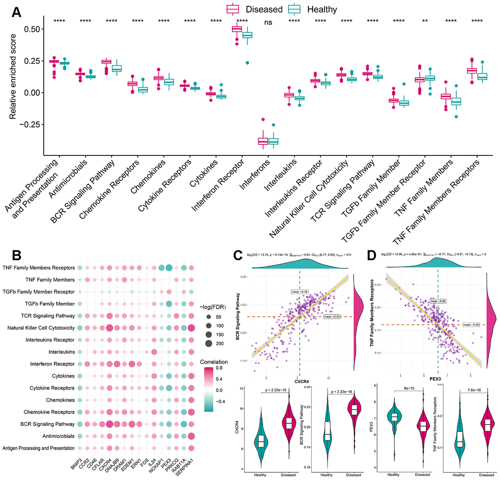 The correlation between immune reaction gene-sets and autophagy genes. (A) The difference in the activity of each immune reaction gene-set between healthy and periodontitis samples. (B) The dot-plot demonstrated the correlations between each dysregulated immune reaction gene-set and each dysregulated autophagy gene. (C) The most positive correlated pair is CXCR4-BCR Signaling Pathway and the expression status or activity status is presented by violin-plot at the left panel, indicating a higher expression of CXCR4 and more active BCR Signaling Pathway reaction were found in periodontitis. (D) The most negatively correlated pair is PEX3-TNF Family Members Receptors and the expression status or activity status is presented by violin-plot at the right panel, indicating a lower expression of PEX3 and more active TNF Family Members Receptors reactions in periodontitis.