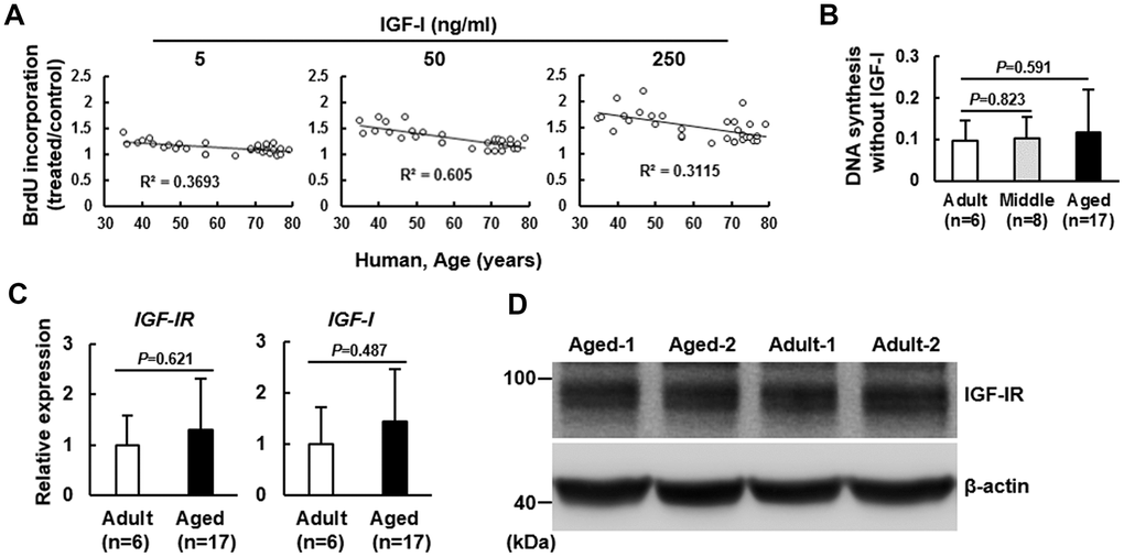 Effect of age on the mitogenic response of human bmMSCs to IGF-I. BrdU incorporation analyses. Human bmMSCs were maintained in serum-free media for 24 h, and then subjected to BrdU incorporation analyses with or without concomitant treatment of 5, 50, and 250 ng/ml of IGF-I. (A) The correlation between the age and the IGF-I-triggered DNA synthesis was analyzed. (B) The average OD450 values of bmMSCs of adult (n=6), middle aged (n=8), and aged (n=17) groups cultured without IGF-I treatment are shown. The difference between the groups was analyzed by the Student’s t-test. (C) RT-qPCR analyses. The expression of IGF-IR and IGF-I mRNAs of the aged bmMSCs (n=17) were compared to those of the adult bmMSCs (n=6) (to which a value of 1 was assigned). Data represent the mean ± S.D. from three experiments. Student’s t-test was used to analyze the differences between the groups. (D) Western blot analyses. The protein levels of IGF-IR in the Aged-1, Aged-2, Adult-1, and Adult-2 cells are shown.