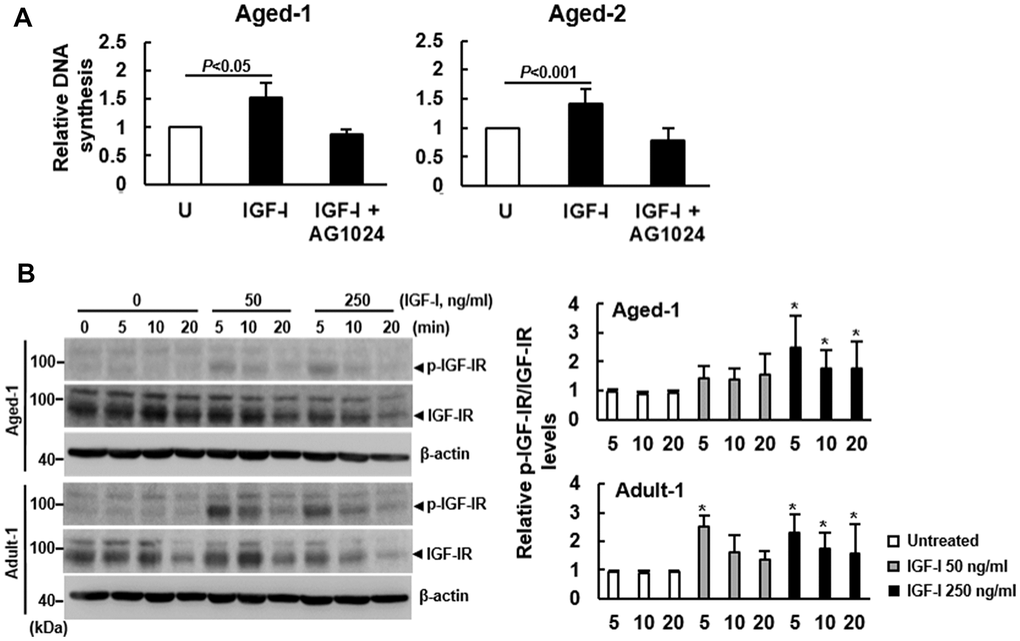 Effect of aging on the auto-phosphorylation of IGF-IR of bmMSCs. (A) BrdU incorporation analyses. Serum-starved Aged-1 and Aged-2 bmMSCs were examined for the IGF-I-induced DNA synthesis with or without concomitant treatment of AG1024 (1 μM). Relative DNA synthesis was calculated by compared the OD450 readings of the treated cells to that of the untreated (U) cells. (to which a value of 1 was assigned). Data represent the mean ± S.D. from three experiments. Student’s t-test was used to analyze the differences between the groups. (B) Western blot analyses. Serum-starved Aged-1 and Adult-1 cells were treated with 0, 50, and 250 ng/ml of IGF-I for 0, 5, 10, and 20 min. The auto-phosphorylation of IGF-IR was examined. Representative blots are shown. All the signals were compared to that of the untreated cells at time 0 (to which a value of 1 was assigned). Data represent the mean ± S.D. from three experiments. A one-way ANOVA plus Scheffe’s post hoc tests were used to analyze the differences among the untreated and IGF-I-treated groups. *, P