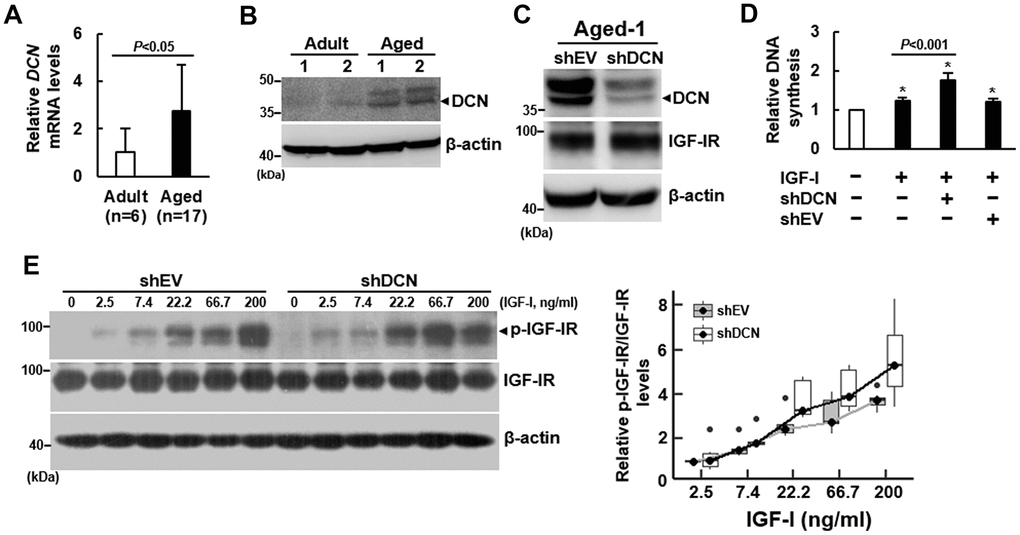 Effect of DCN knockdown on the DNA synthesis and IGF-IR auto-phosphorylation of aged bmMSCs. (A) RT-qPCR analyses. The expression of DCN mRNA of bmMSCs from 17 aged donors was compared to that of the cells from 6 adult donors (to which a value of 1 was assigned). Data represent the mean ± S.D. from a triplicate analysis. Student’s t-test was used to analyze the differences between the groups. (B) Western blot analyses of DCN levels. Representative blots of the DCN levels in the Aged-1, Aged-2, Adult-1, and Adult-2 cells are shown. (C) Western blot analysis of DCN and IGF-IR levels in cells with DCN knockdown. Aged-1 cells were infected with Lenti virus to generate DCN-knockdown (chDCN) and empty vector control (shEV) cells. The DCN and IGF-IR protein levels of the parental Aged-1, shDCN, and shEV cells are shown. (D) BrdU incorporation analyses. Serum-starved parental, shDCN, and shEV cells were treated with 200 ng/ml IGF-I for 24h, and examined for the IGF-I-induced DNA synthesis. The DNA syntheses in these cells were compared to that of the untreated parental cells (to which a value of 1 was assigned). Data represent the mean ± S.D. from three experiments. A one-way ANOVA plus Scheffe’s post hoc tests were used to analyze the differences among the untreated and IGF-1-treated groups. *, PE) Western blot analyses of IGF-IR auto-phosphorylation. Serum-starved shDCN and shEV cells were either treated with varying doses of IGF-I for 5 min or left untreated. IGF-IR auto-phosphorylation was examined and normalized to total IGF-IR expression. The difference in the response rates between shDCN and shEV cells was analyzed by linear regression analyses.