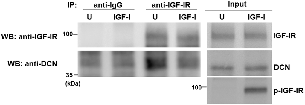 Effect of IGF-I on the binding of DCN to IGF-IR. Aged-1 cells were serum-starved for 16 h, and then either treated with 200 ng/ml IGF-I (IGF-I) for 5 min or left untreated (U). Cells were harvested for co-immunoprecipitation assays and Western blot analyses for DCN and IGF-IR.