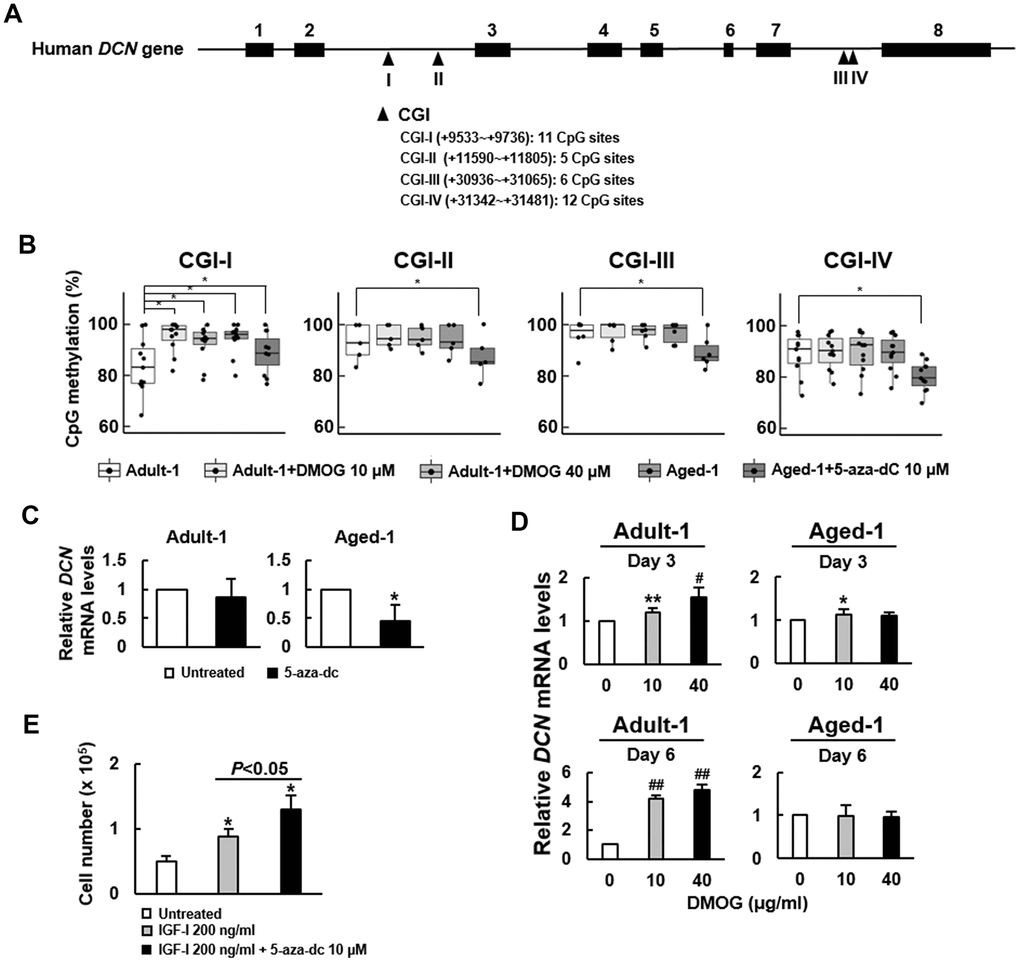 Effect of 5-aza-dC and DMOG on the methylation of CpG islands in DCN gene and the expression of DCN mRNA in Adult-1 and Aged-1 bmMSCs. (A) Schematic presentation of human DCN gene. Eight exons (■) and 4 predicted CpG islands (▲) in the introns are shown. CGI-I, -II, -III, and -IV contains 11, 5, 6, and 12 CpG sites, respectively. (B) Bisulfite sequencing. Adult-1 and Aged-1 cells were treated with DMOG (10 and 40 μM) and 5-aza-dC (10 μM) for 6 days, respectively. The methylation percentage of each CpG site of the 4 CGIs was determined. A one-way ANOVA plus Scheffe’s post hoc tests were used to analyze the differences among the treated Adult-1 and Aged-1 groups versus untreated Adult-1 cells. *, PC) RT-qPCR analyses. Adult-1 and Aged-1 cells were either left untreated or treated with 10 μM 5-aza-dC for 6 days. DCN mRNA levels of the treated cells were compared to those of the untreated. Data represent the mean ± S.D. from three experiments. *, PD) RT-qPCR analyses. Adult-1 and Aged-1 cells were treated with 0, 10, and 40 μM DMOG for 3 and 6 days, and the DCN mRNA levels were measured. The normalized DCN signals in these cells were compared to that of the untreated cells (to which a value of 1 was assigned). Data represent the mean ± S.D. from three experiments. *, P**, P#, P-4; ##, P-6 versus untreated control by Student’s t-test. (E) Proliferation assay. Aged-1 cells were seeded into 12 10-cm cell culture dishes (1 x 105 cells/dish) and were serum-starved for 16h. Then, 4 dishes of cells were left untreated, 4 dishes of cells were treated with 200 ng/ml IGF-I, and the other 4 dishes were treated with 200 ng/ml IGF-I plus 10 μM of 5-aza-dC. Cells were counted 6 days after. Data represent the mean ± SD. *, P