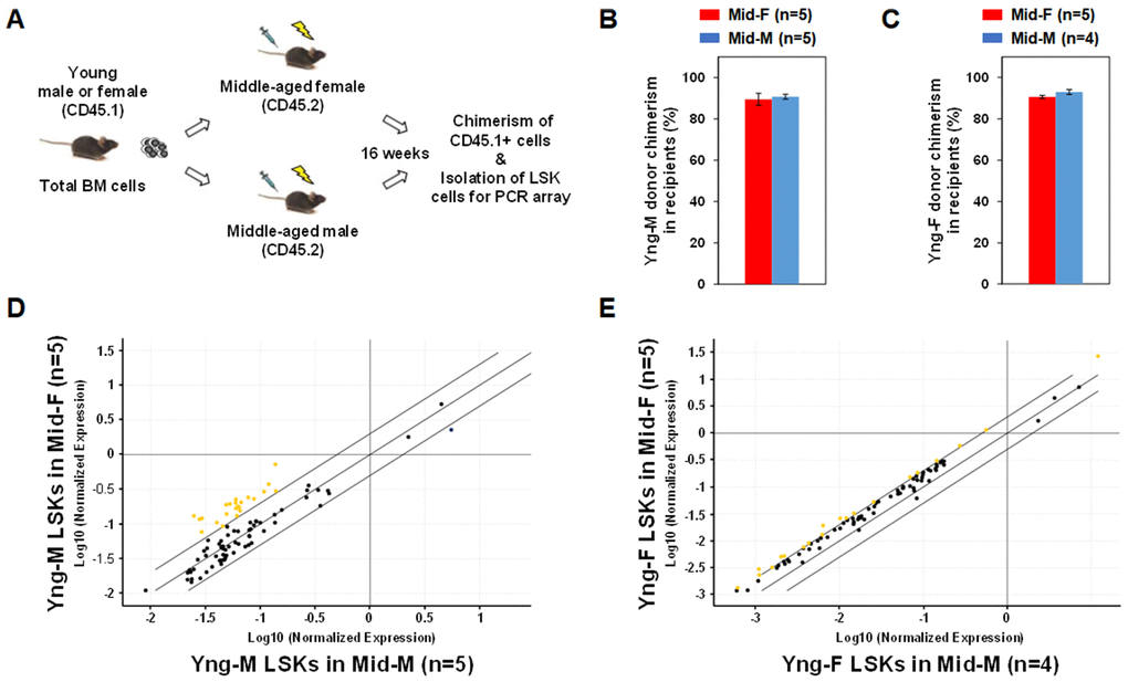 Sex-mismatched heterochronic BM transplantations. (A) Schematic of the experimental design of sex-mismatched heterochronic BM transplantations. Total BM cells were isolated from male and female CD45.1 young donor mice, and transplanted into lethally irradiated middle-aged female or male C57BL/6J recipient mice. After 16 weeks, CD45.1+ donor cell chimerism was determined and donor-derived lineage-Sca-1+c-kit+ (LSK) cells were isolated per flow cytometry cell sorting. (B) Yng-M donor cell chimerisms in Mid-F and Mid-M were comparable and ≥ 90%. (C) Yng-F donor cell chimerisms in Mid-F and Mid-M were also comparable and ≥ 90%. (D) A considerable number of hematopoietic genes (represented by yellow dots) in the Yng-M-derived LSK cells from the Mid-F recipients exhibited significantly higher expression than from the Mid-M recipients. (E) A number of hematopoietic genes (represented by yellow dots) in the Yng-F-derived LSK cells from the Mid-F recipients exhibited significantly higher expression than from the Mid-M recipients. Yellow dots indicate genes with potentially higher level of expression in mice of y-axis than that in mice of x-axis; black dots indicate genes with comparable level of expression; blue dots indicate genes with potentially lower level of expression in mice of y-axis than that in mice of x-axis.