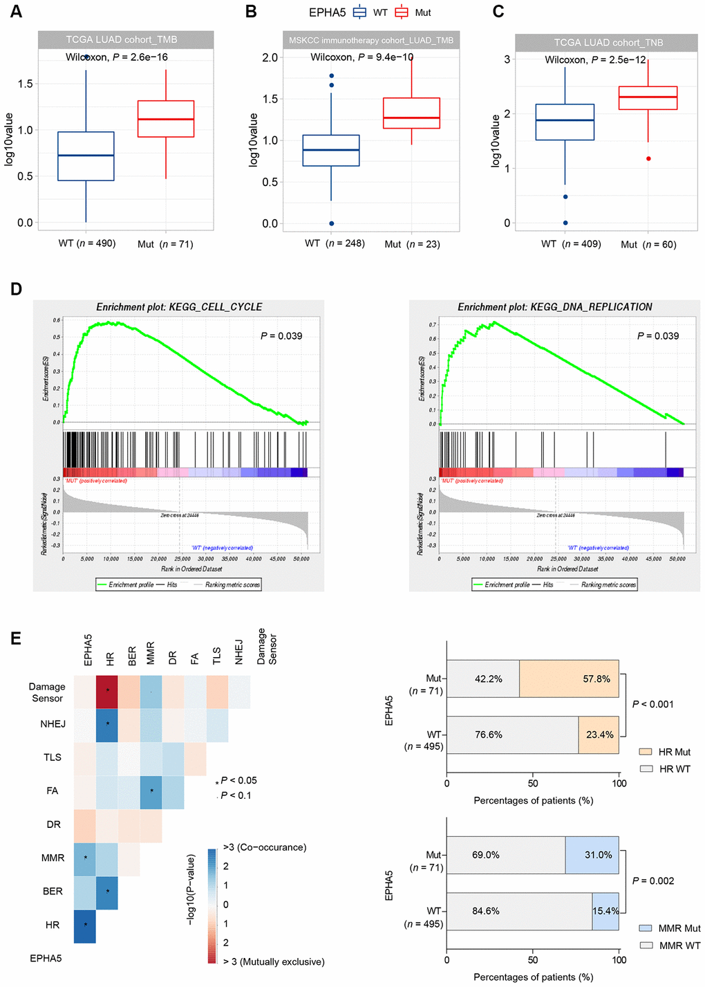 EPHA5 mutations are related to increased TMB and TNB in LUAD. EPHA5-Mut tumors had a markedly higher TMB than EPHA5-WT tumors in both the (A) TCGA LUAD cohort and (B) MSKCC immunotherapy LUAD cohort. The ordinate log10value represents log10(TMB+1). (C) In the TCGA LUAD cohort, EPHA5-Mut tumors had an increased immunogenic TNB. The ordinate log10value representslog10(TNB+1). (D) EPHA5 mutations were positively correlated with enrichment of the cell cycle and DNA replication pathways in the TCGA LUAD cohort. (E) Significantly increased mutation frequencies of genes in the HR and MMR pathways were observed in EPHA5-Mut tumors in the TCGA LUAD cohort.